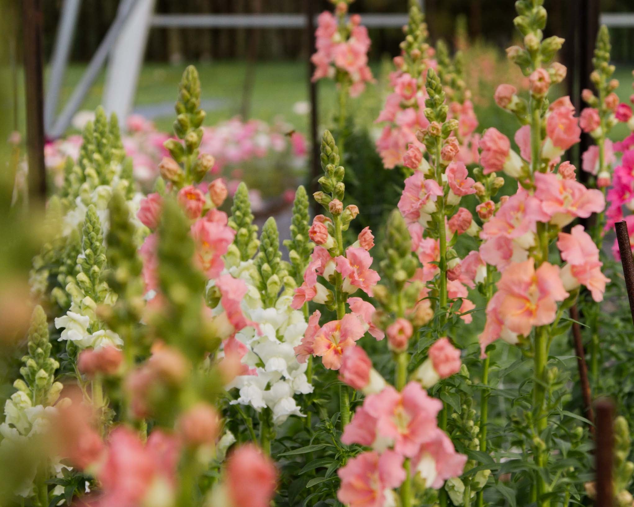 When to Sow Hardy Annuals