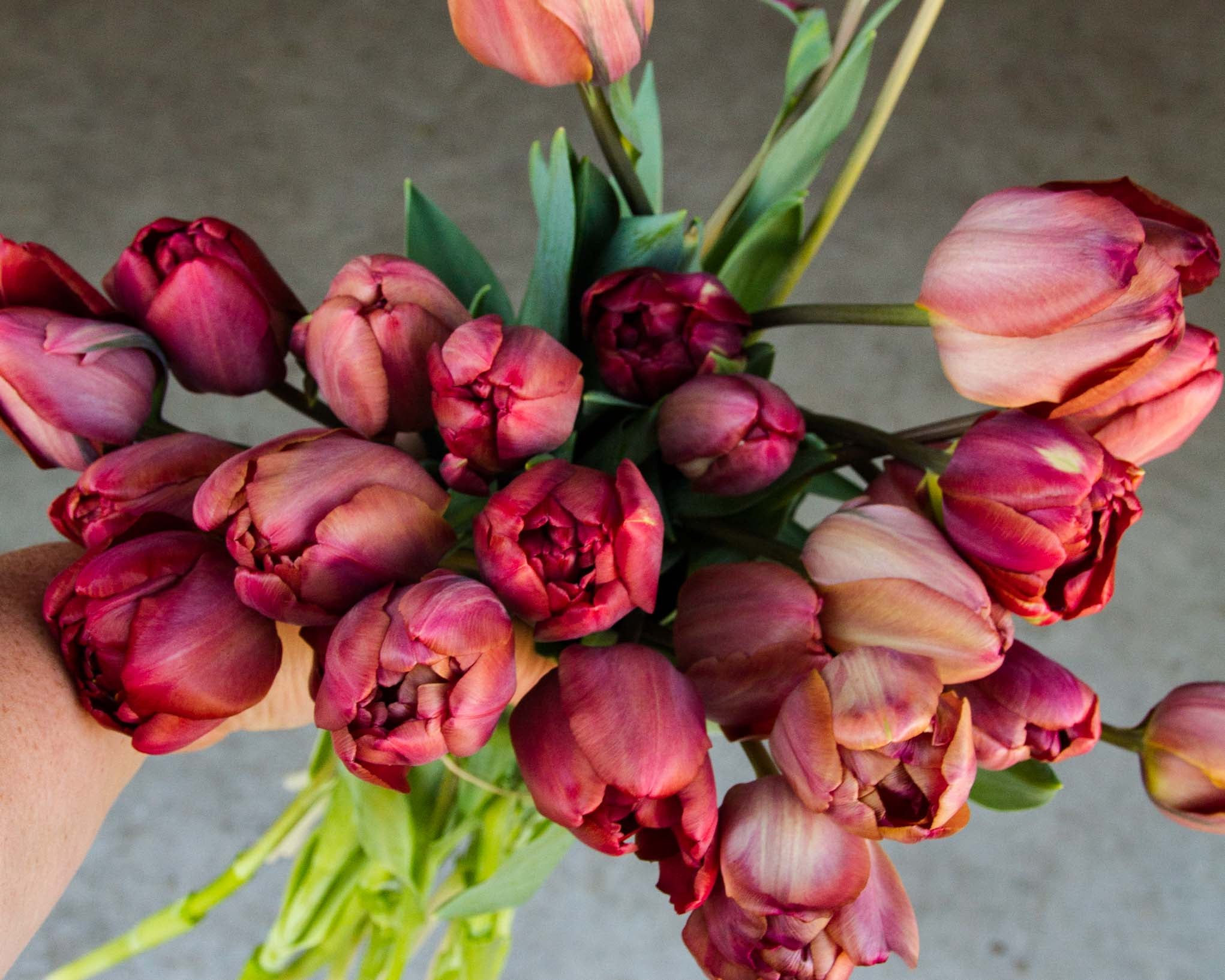 My Top 5 Tulips (Today)