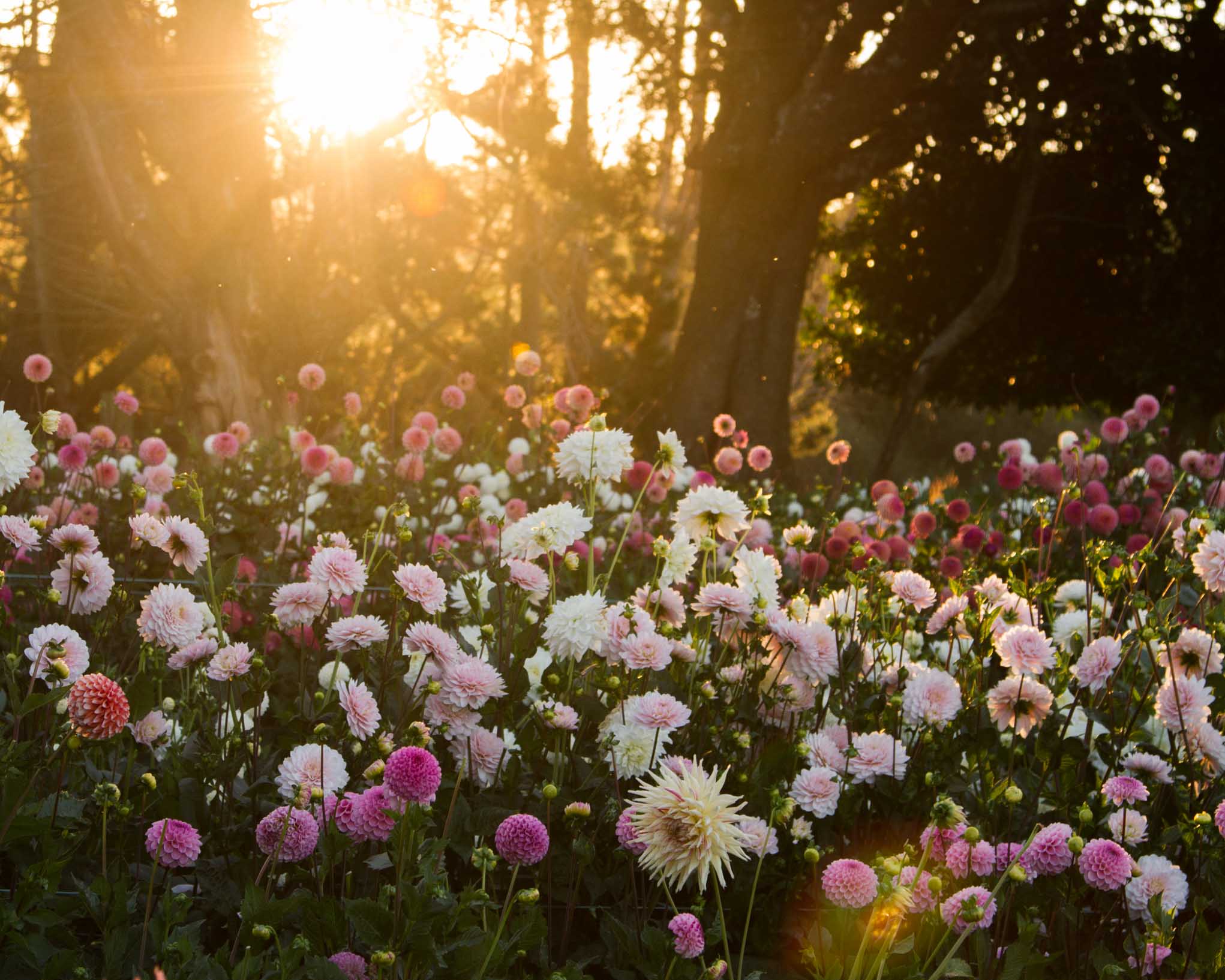 Summer Open Day + Anemone & Seed Sale