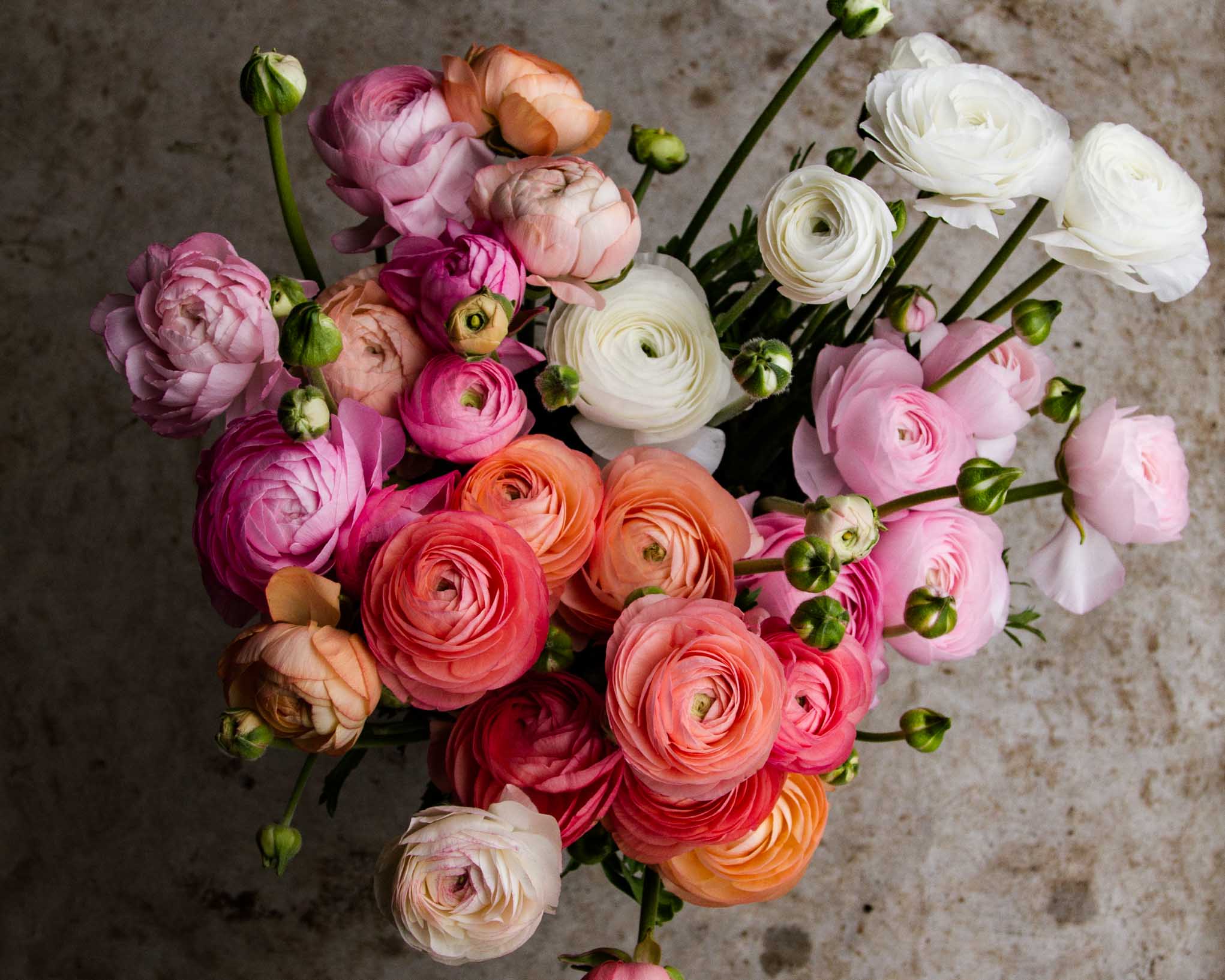 How to grow Ranunculus