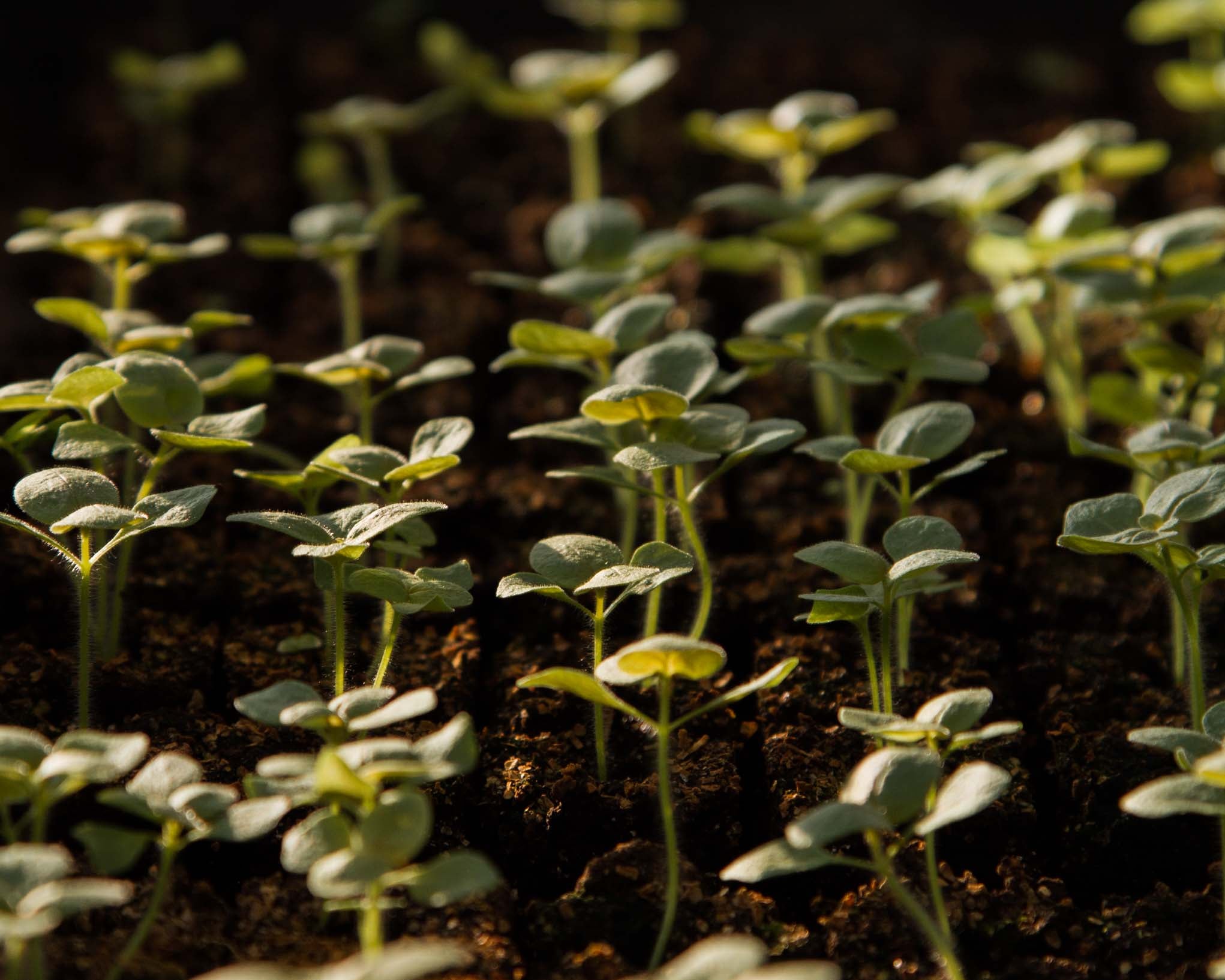 My Top 5 Germination Tips (for tricky light lovers)