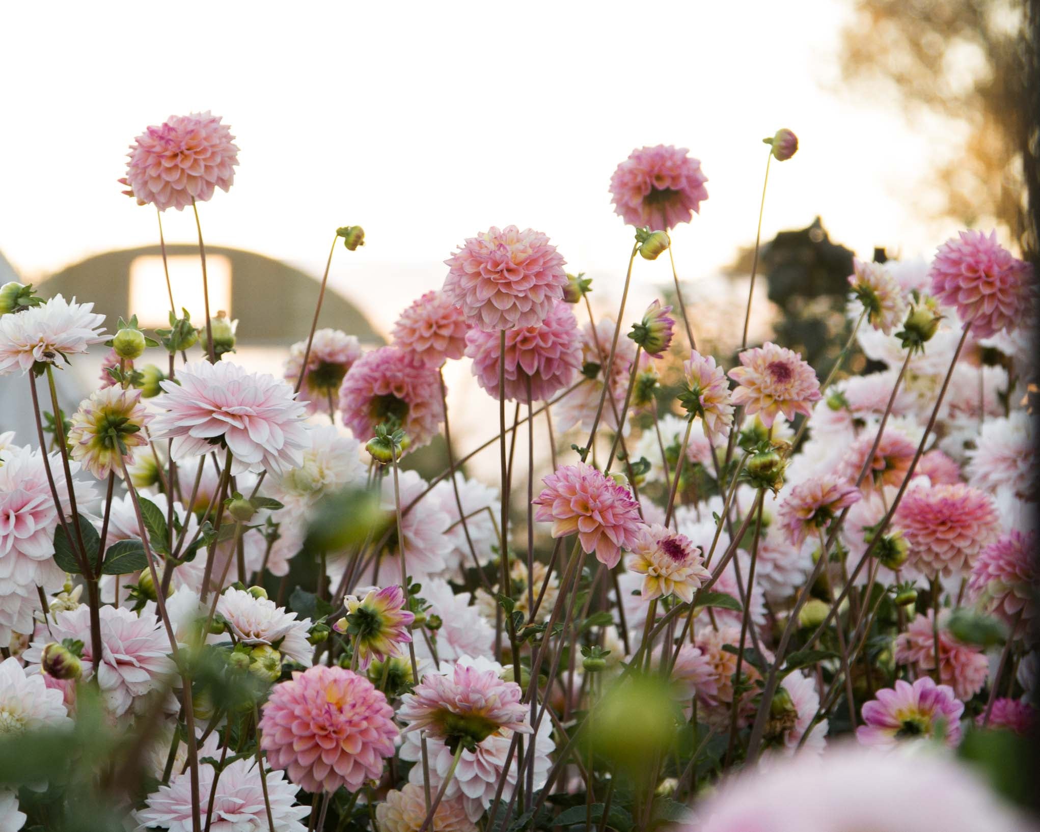 My (new) Favourite Dahlias for Cutting