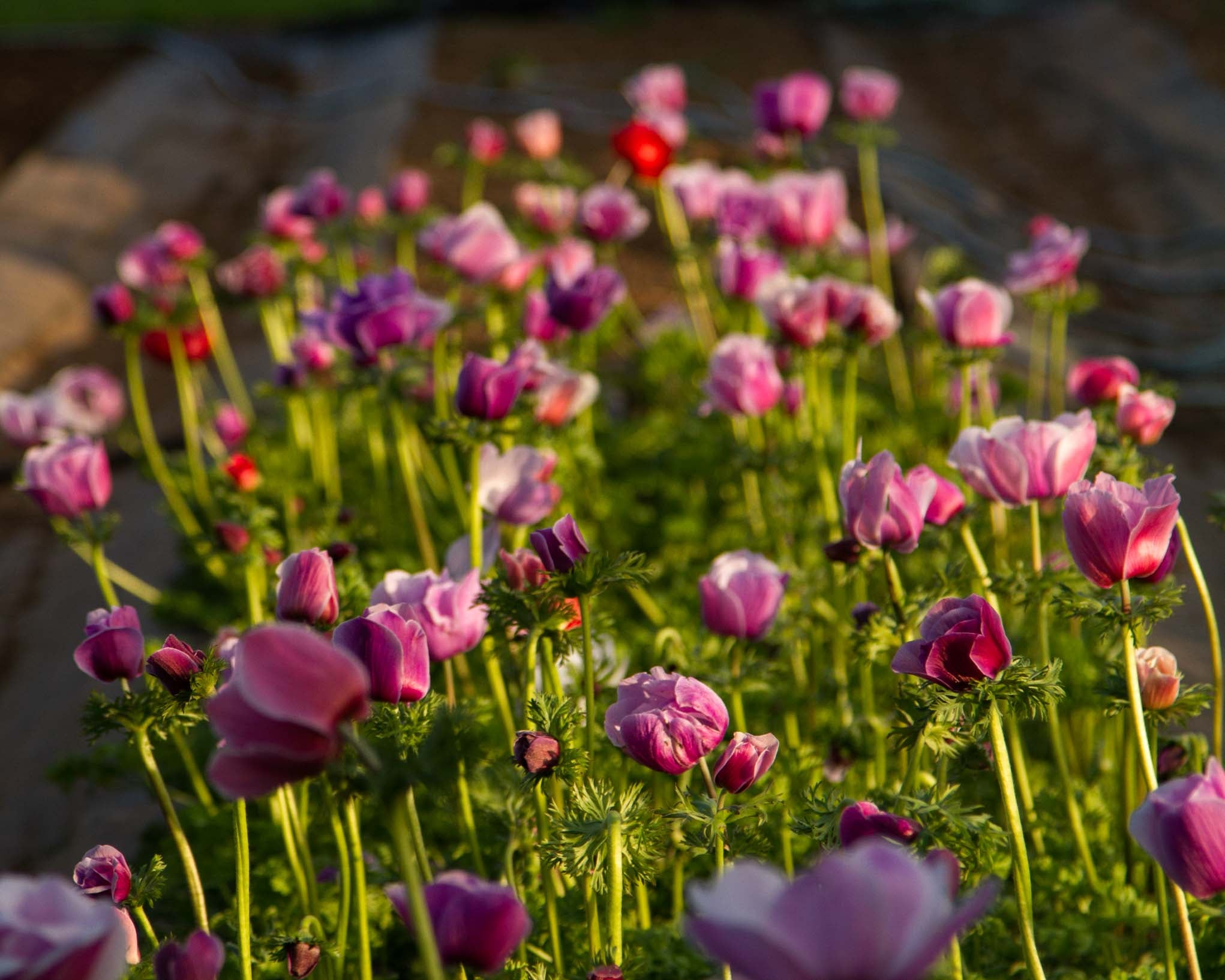 How to Grow Anemones