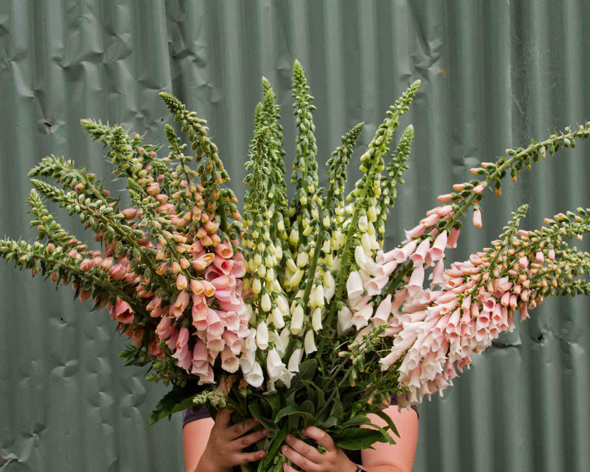 Plant Types and Their Timings