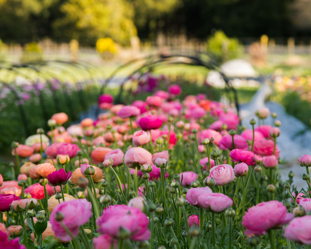 Ranunculus Plant Sale - Sunday 4 July