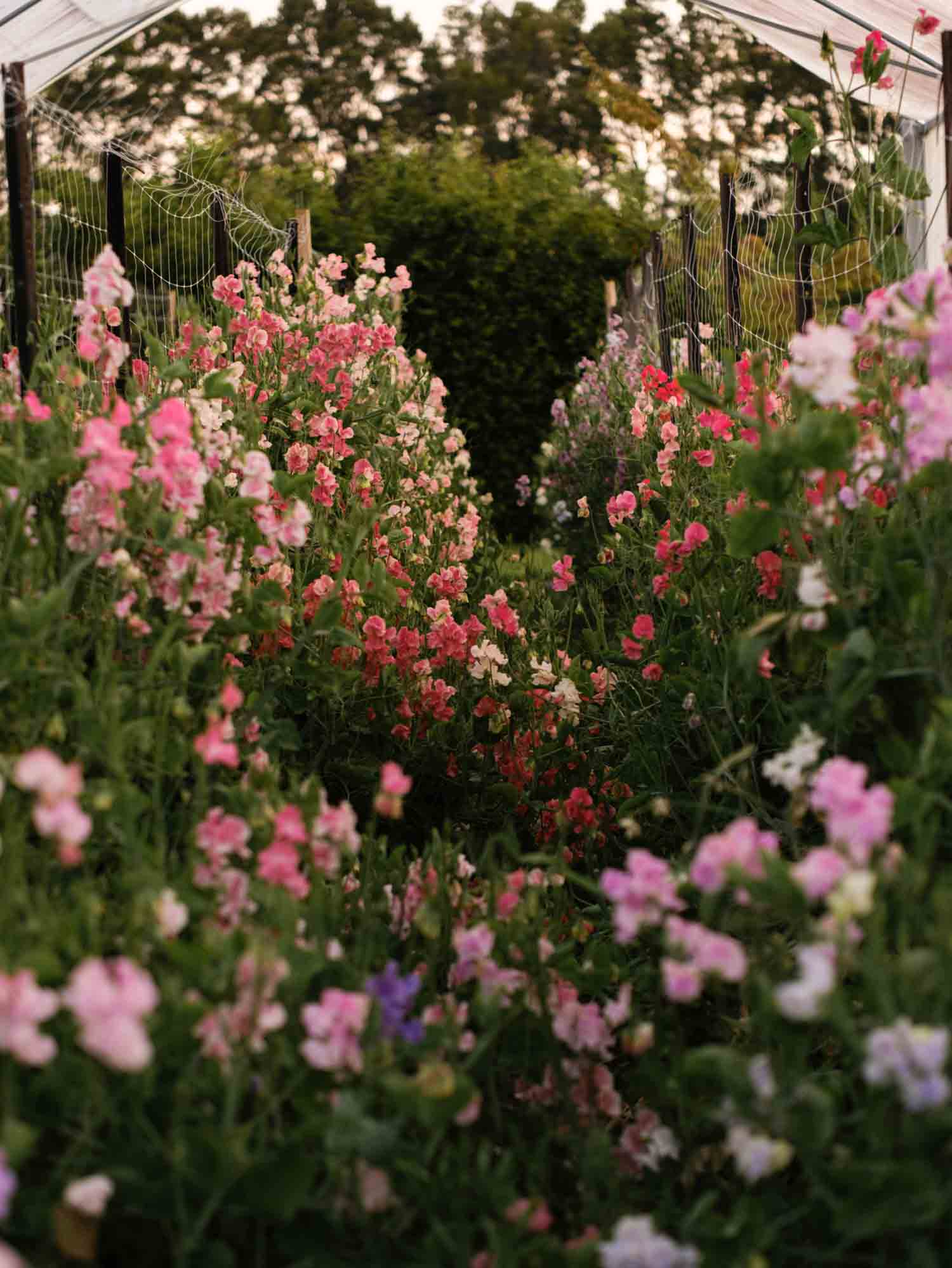 SWEET PEA - Lucky Dip Mix