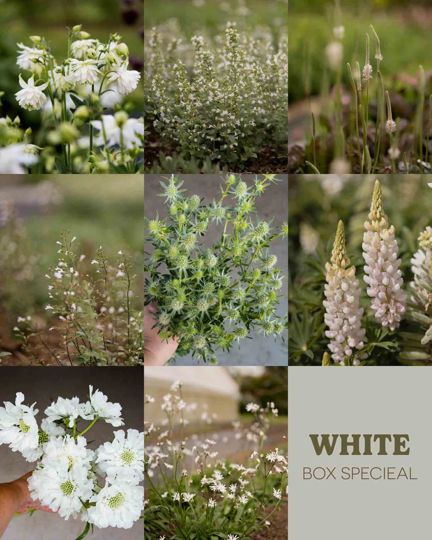 WHITE BOX SPECIAL - 10 PLANTS