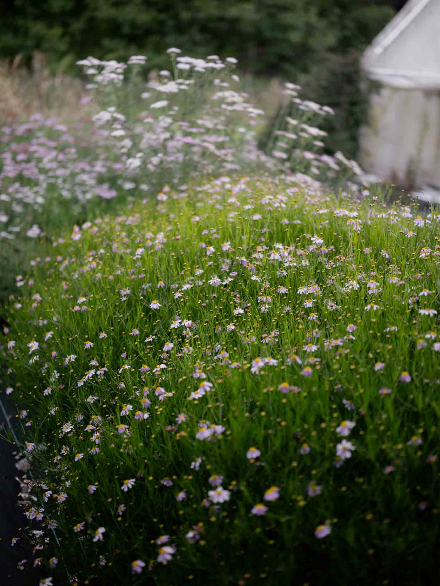 COREOPSIS rosea - PLANTS