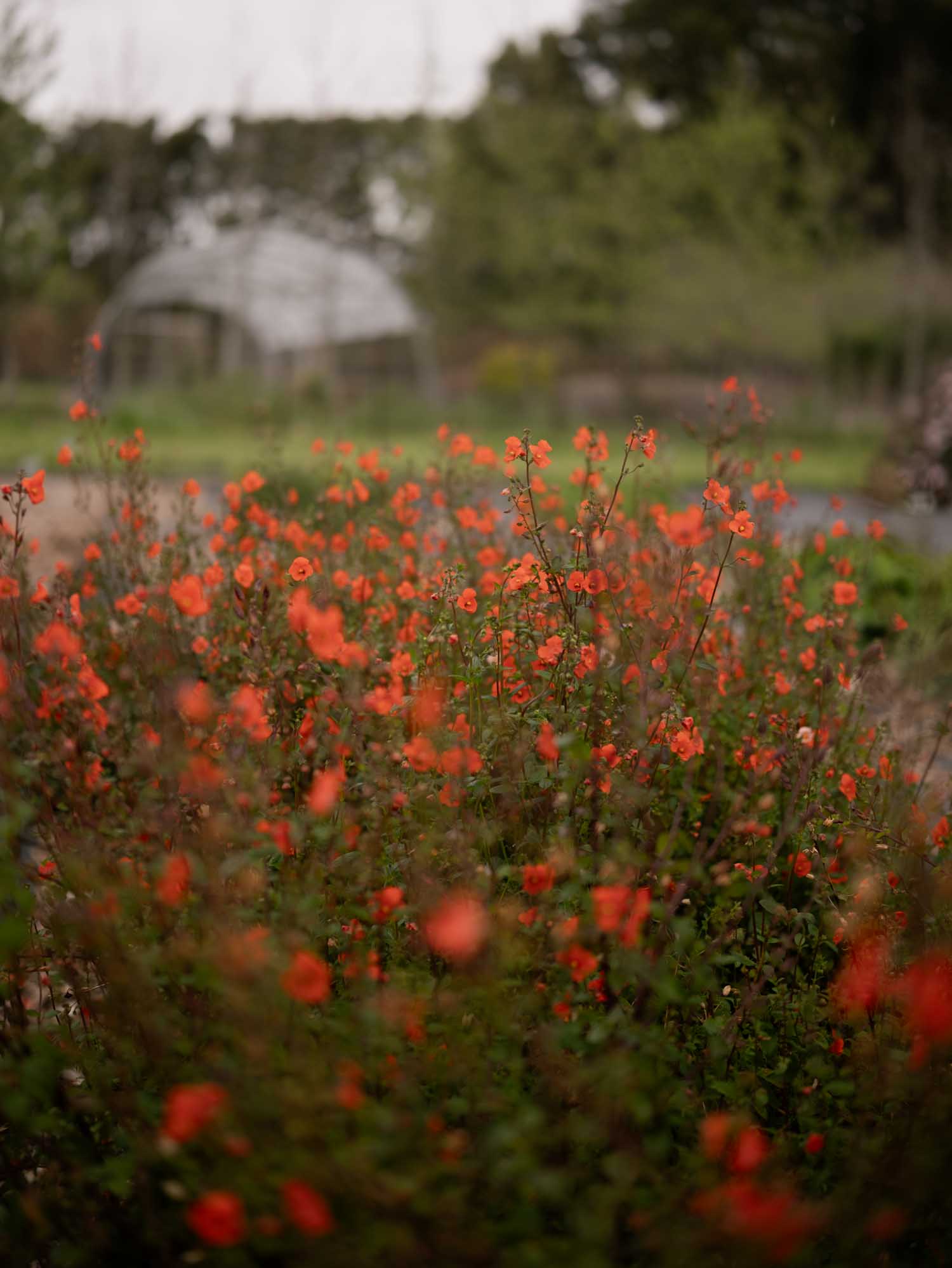 ALONSOA meridonalis - Coral Beauty - PLANTS
