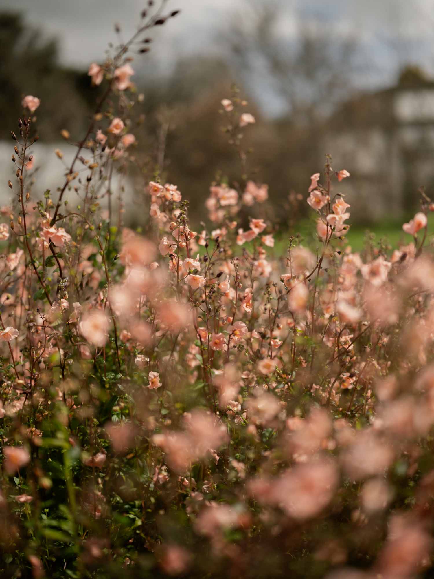 ALONSOA meridonalis - Shell Pink - PLANTS