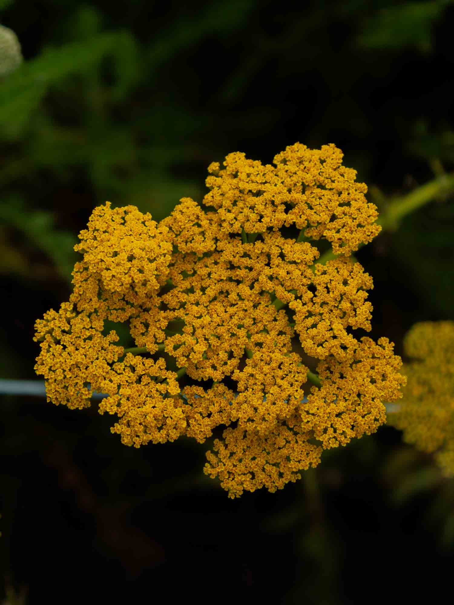 ACHILLEA filipendula - Gold - PLANTS
