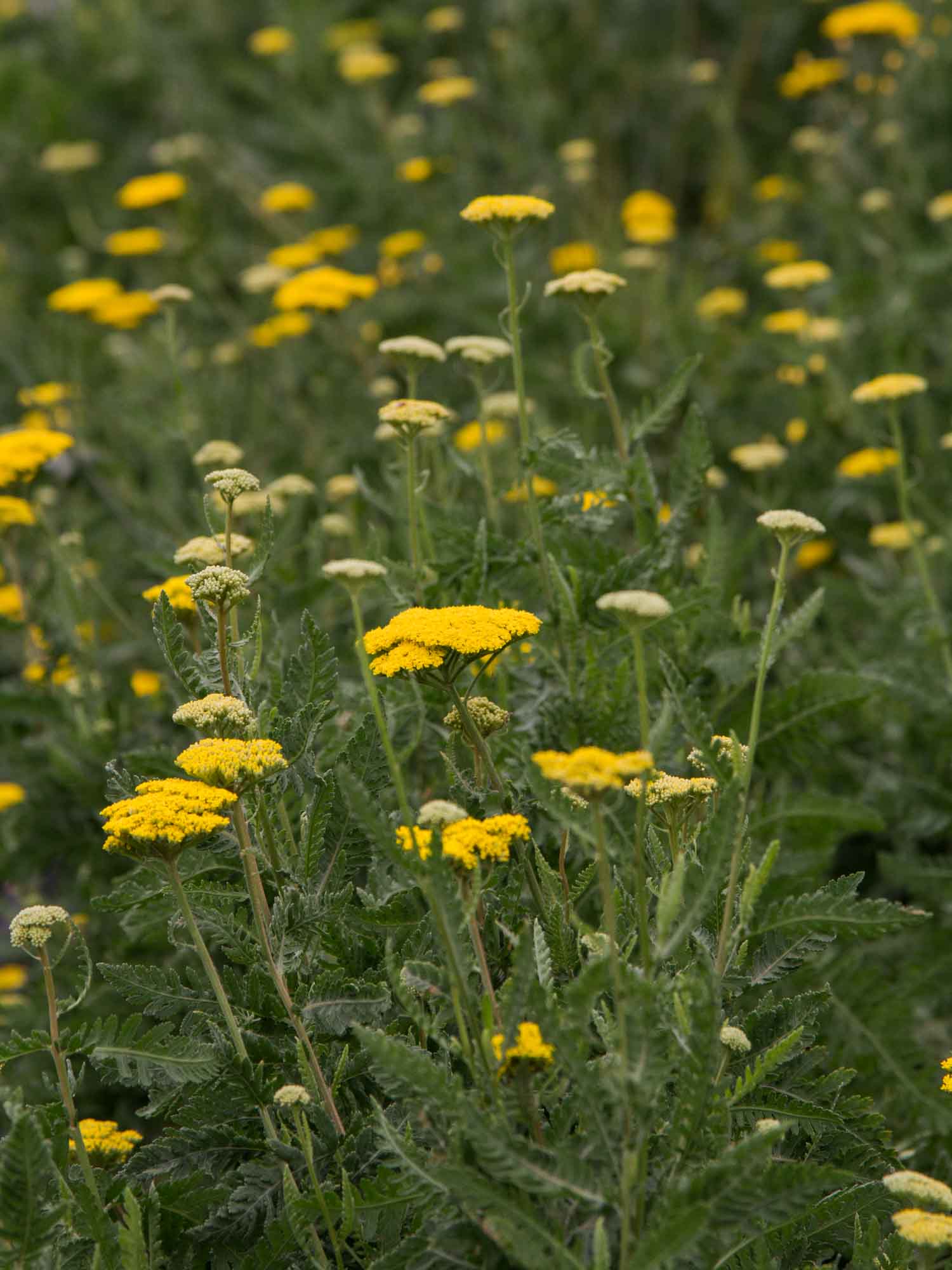 ACHILLEA filipendula - Gold - PLANTS