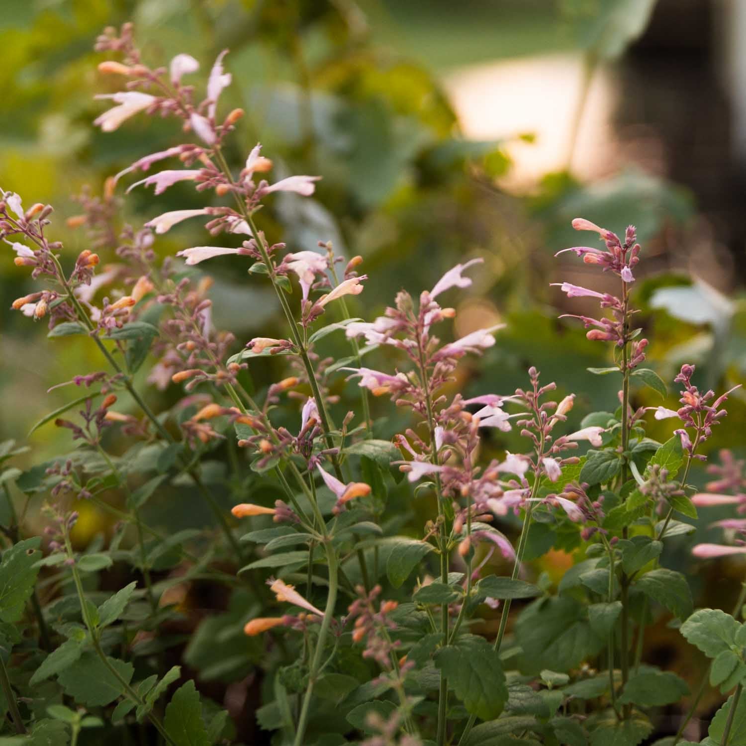 AGASTACHE - Lavender Martini - PLANTS