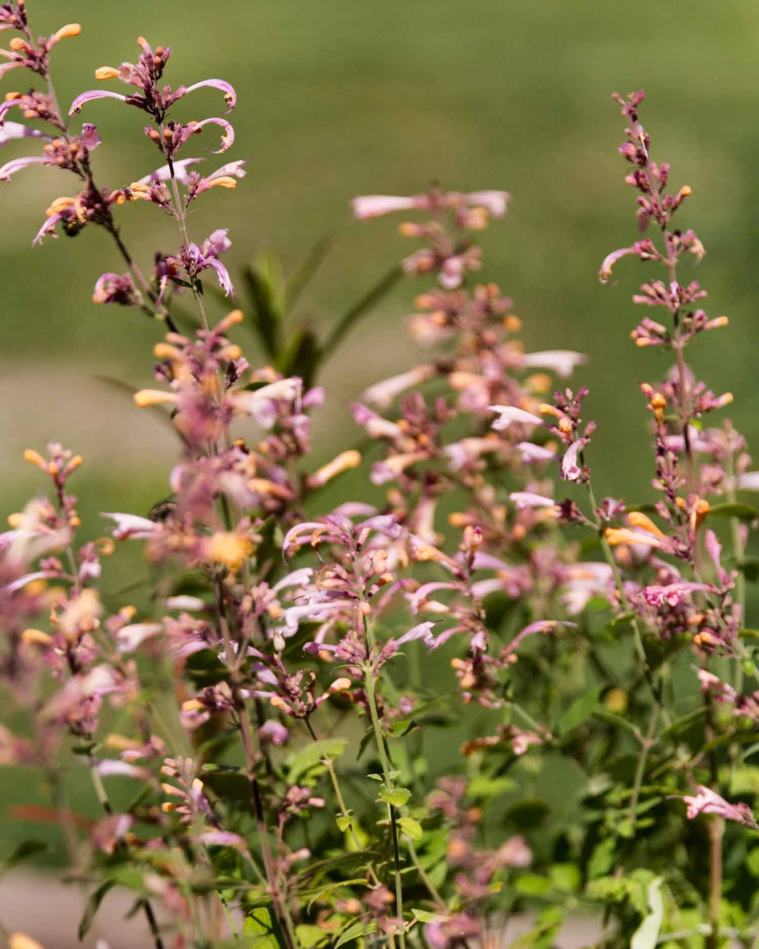 AGASTACHE - Lavender Martini - PLANTS