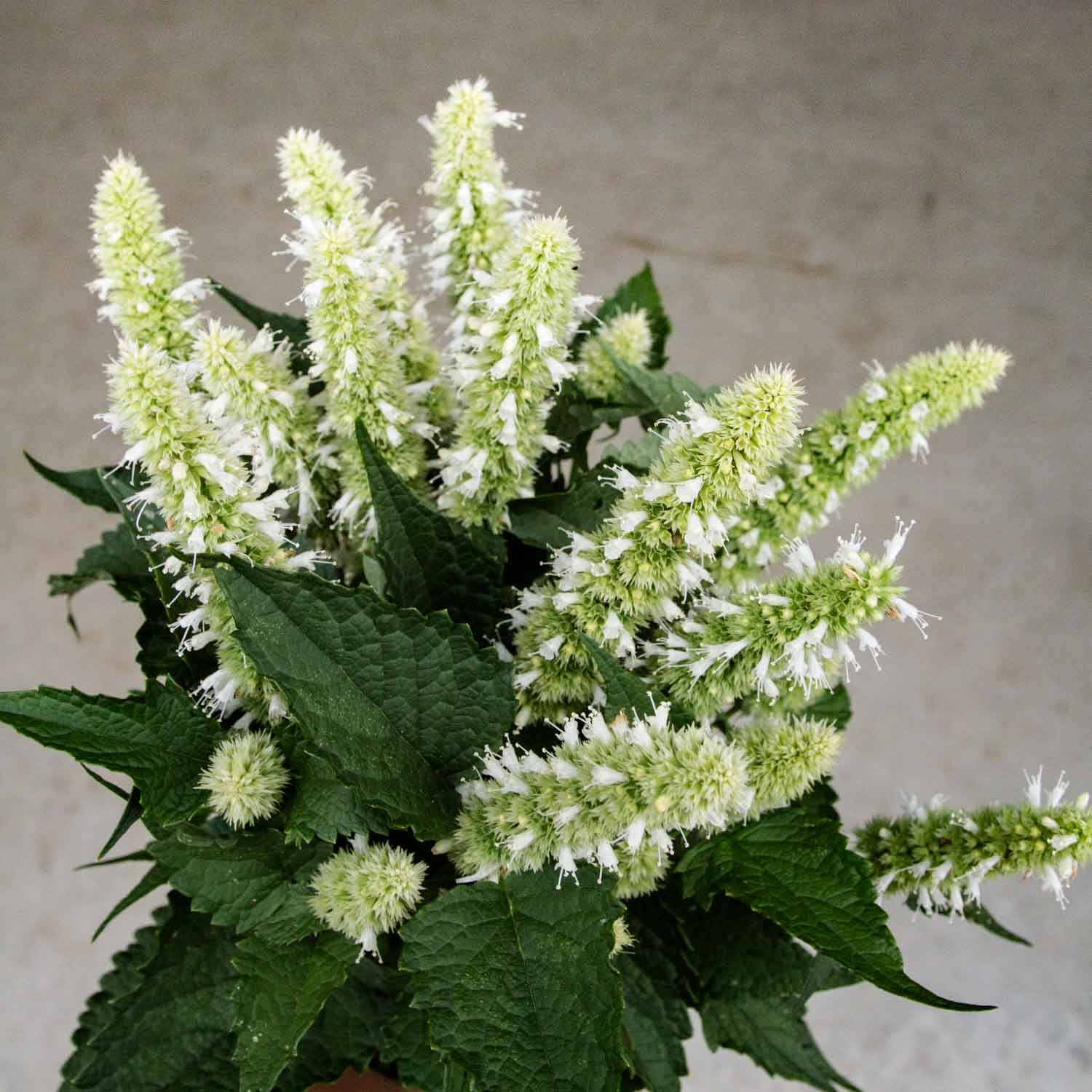 AGASTACHE - Snow Spike - PLANTS