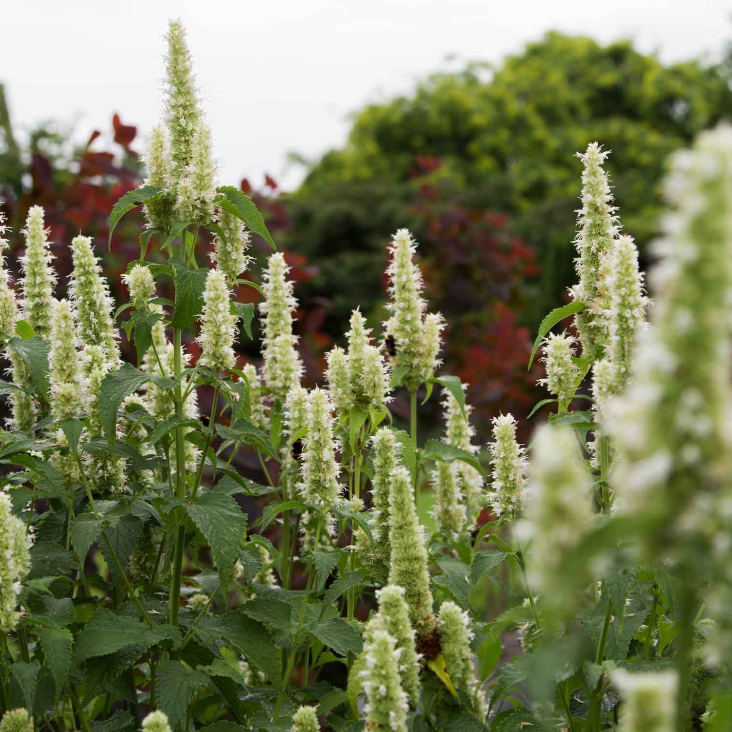 AGASTACHE - Snow Spike - PLANTS