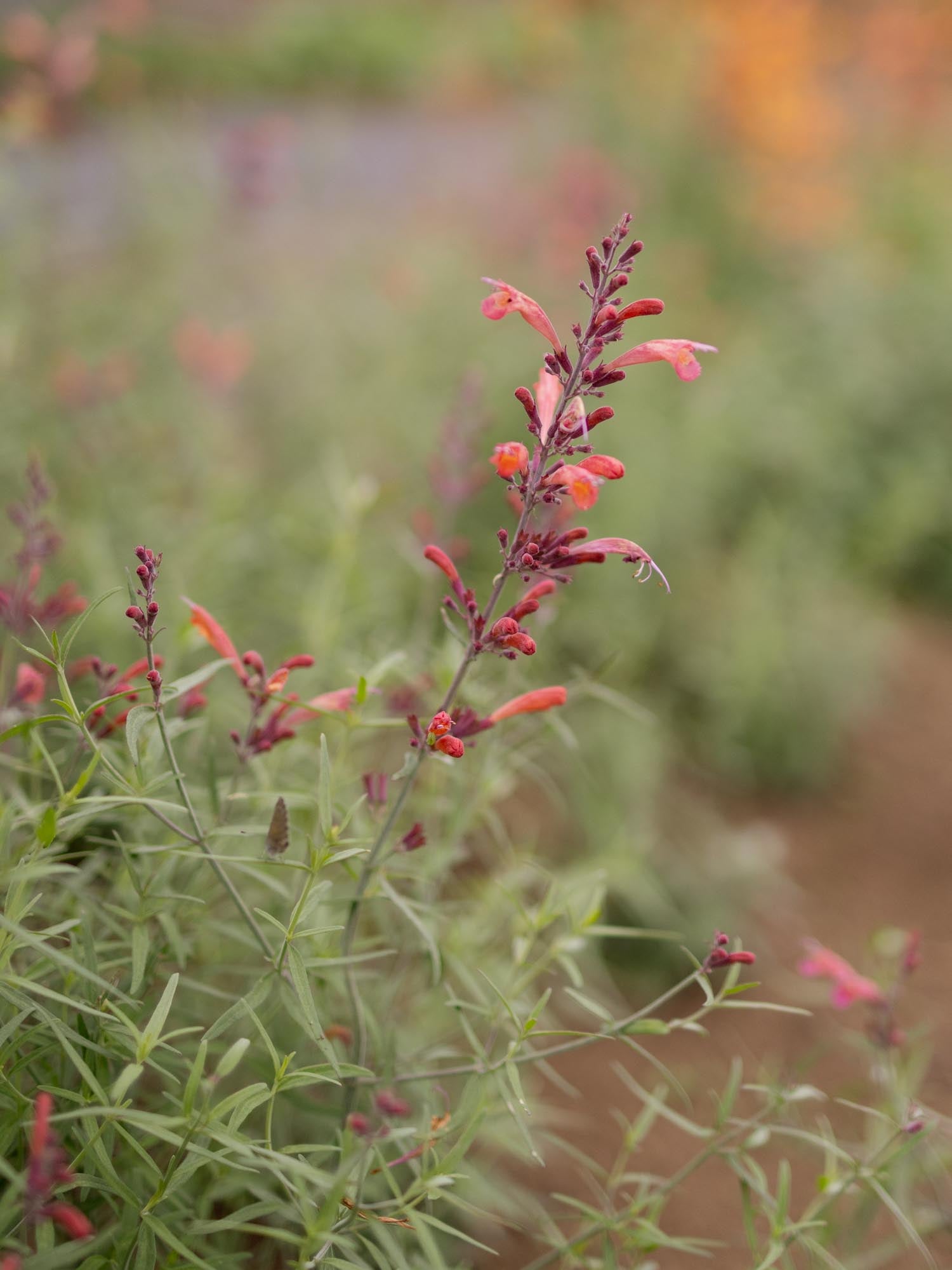 SLEEVE SPECIAL - Agastache Mix