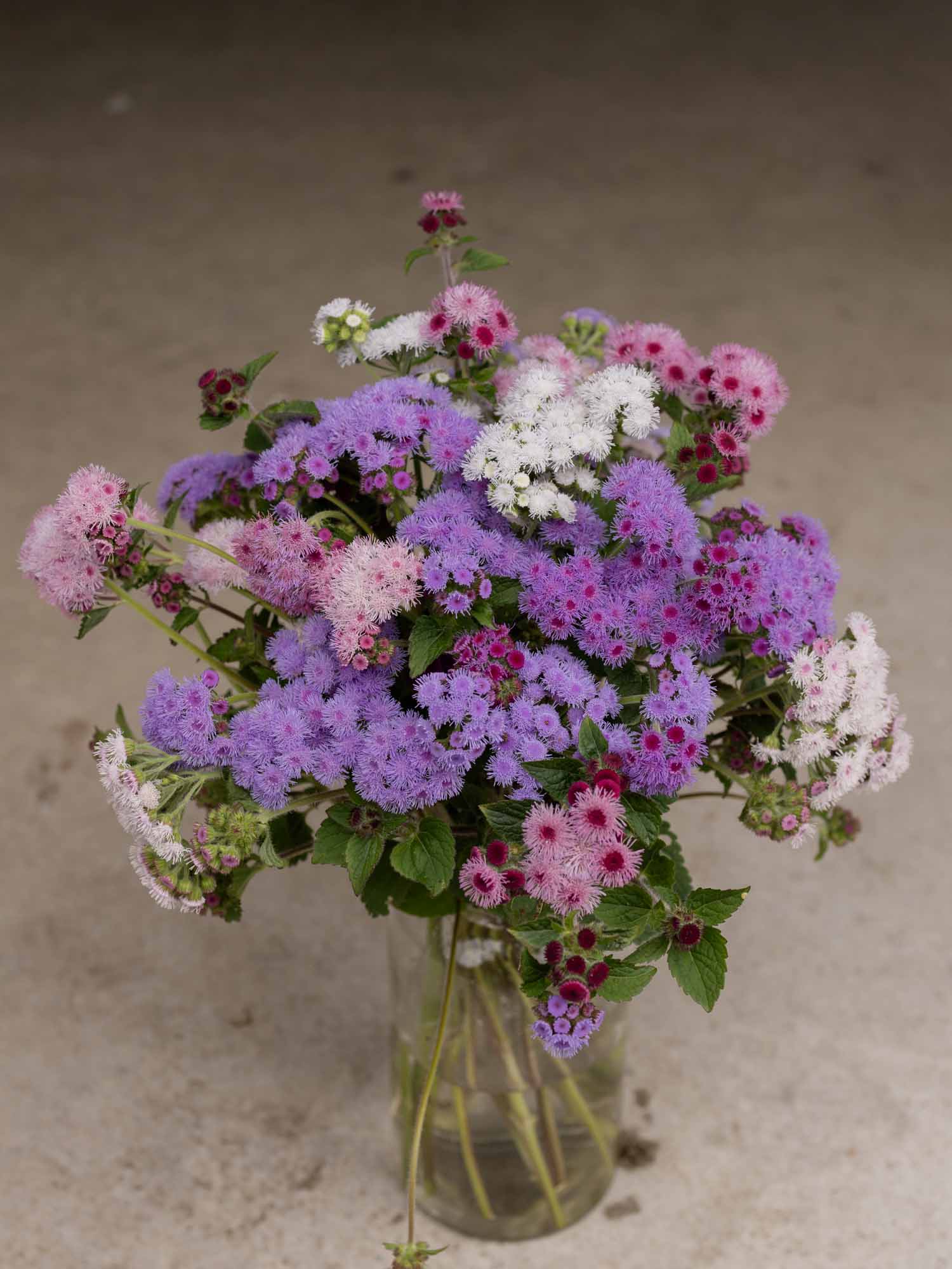 AGERATUM- Timeless Mix - PLANTS