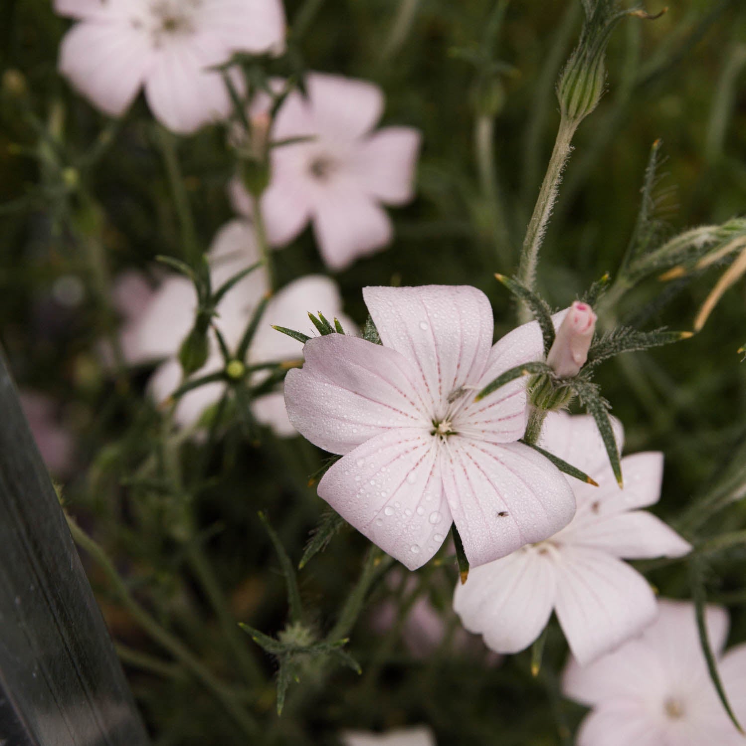 Agrostemma - Blossom Pearl