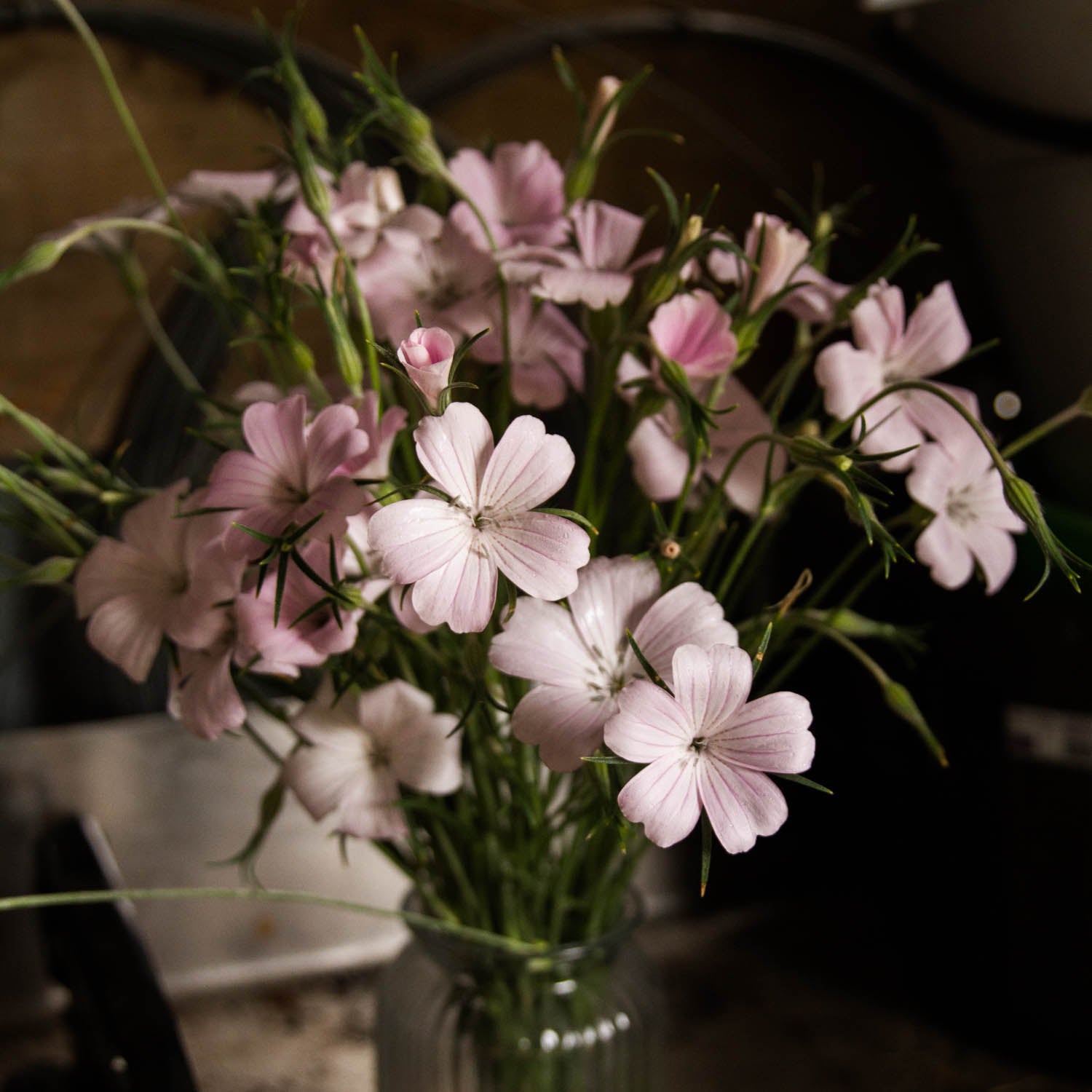 Agrostemma - Blossom Pearl