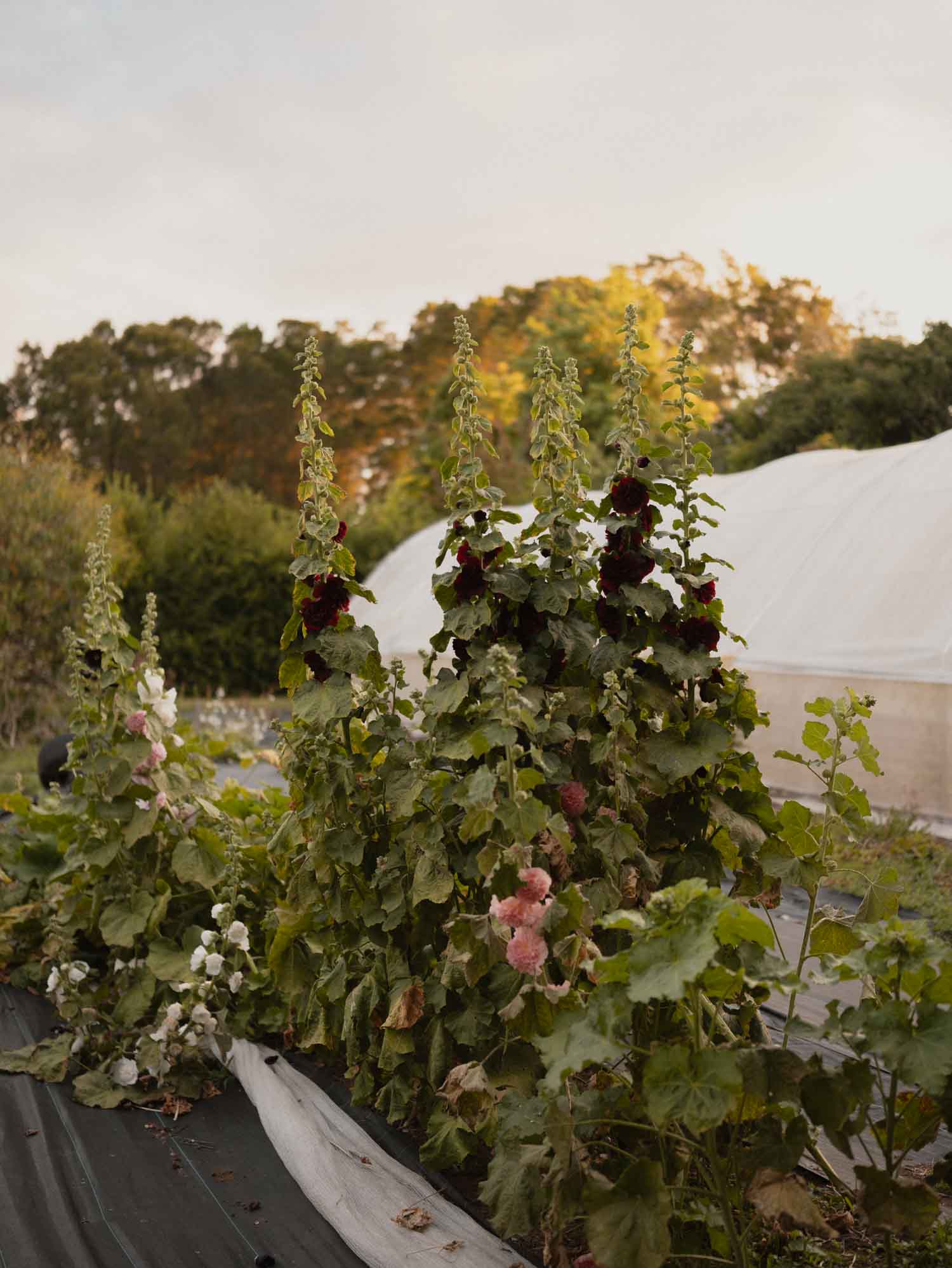 ALCEA - Chaters Chestnut Brown - PLANTS