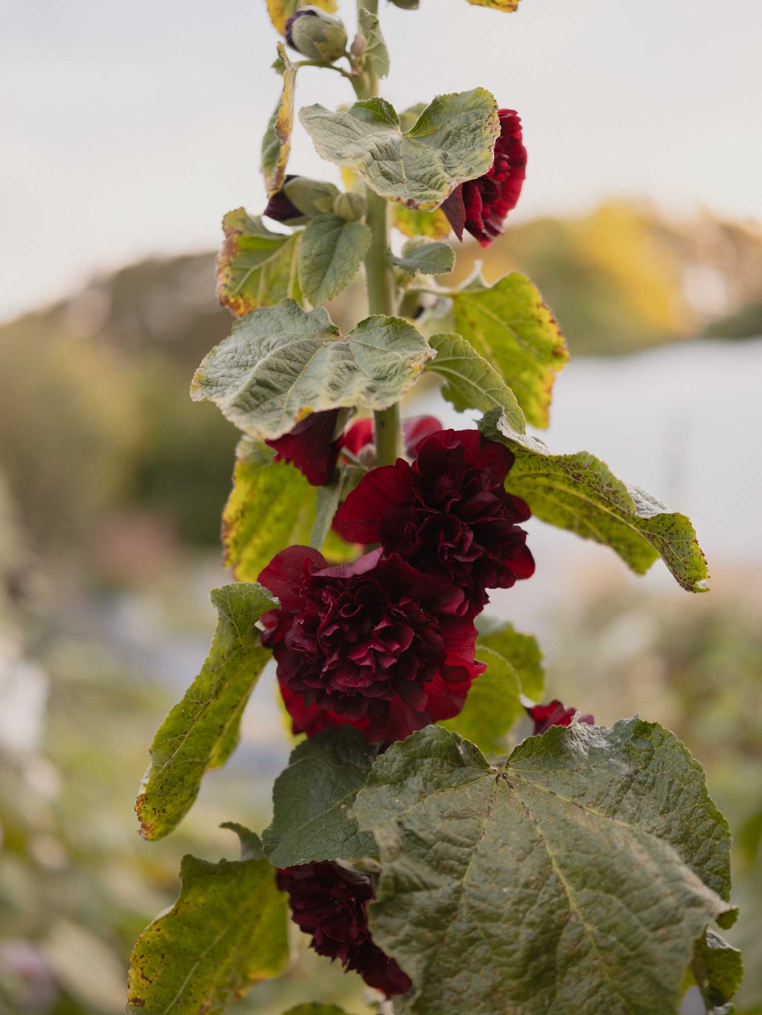 ALCEA - Chaters Chestnut Brown - PLANTS