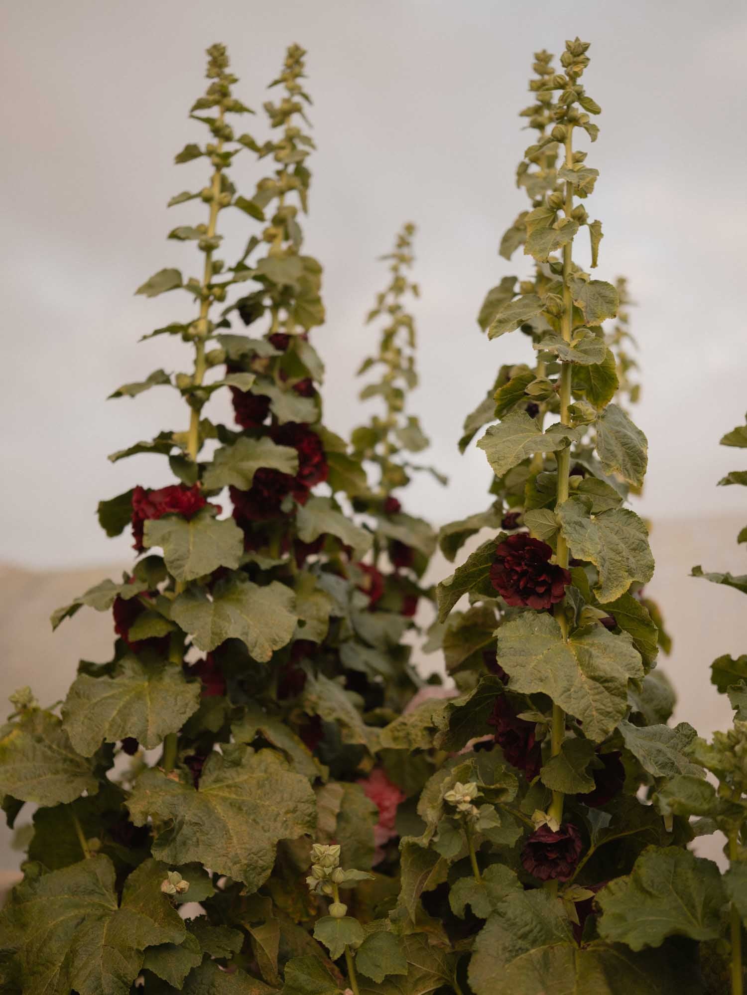 ALCEA - Chaters Chestnut Brown - PLANTS