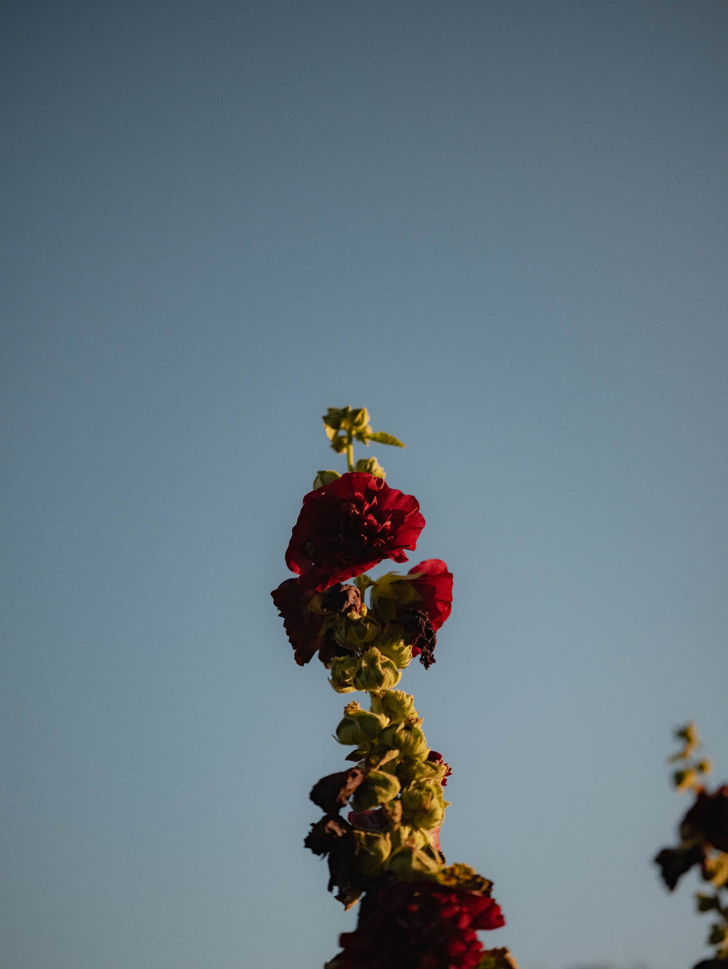 ALCEA - Chaters Chestnut Brown - PLANTS