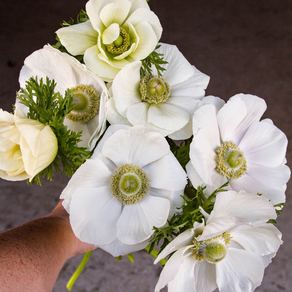 ANEMONE - Bianco - PLANTS