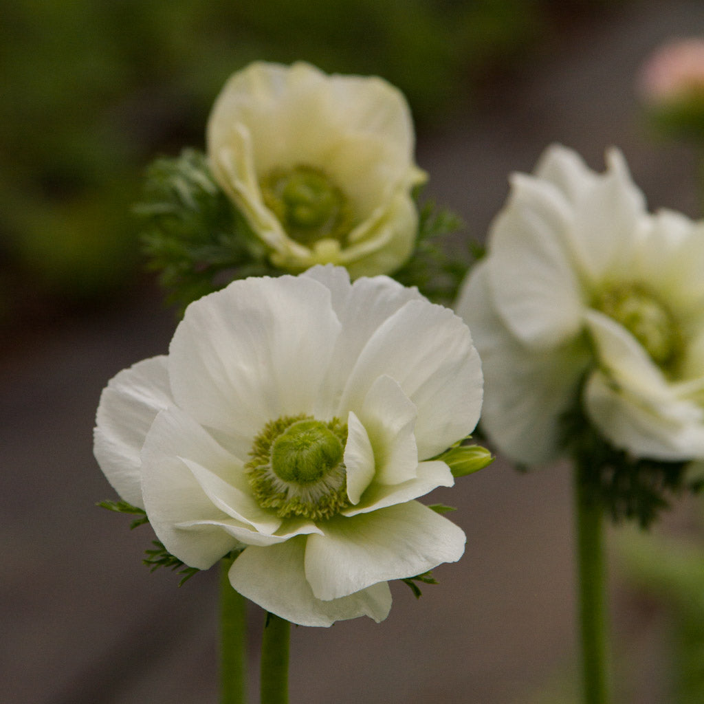 ANEMONE - Bianco