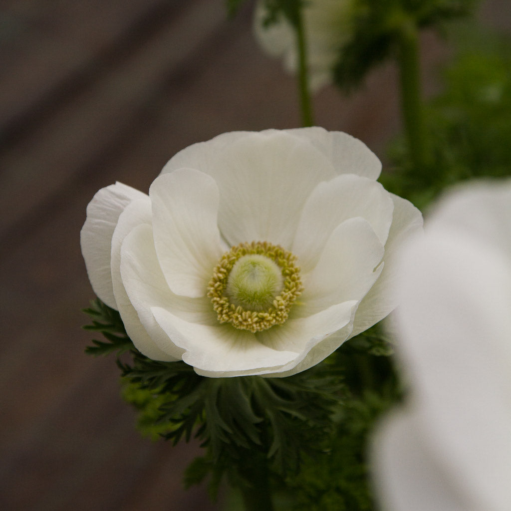 ANEMONE - Bianco
