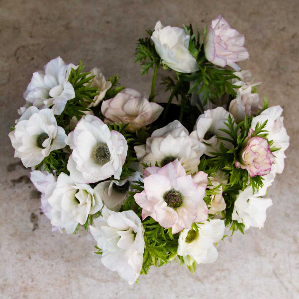 ANEMONE - Edge Bianco - PLANTS