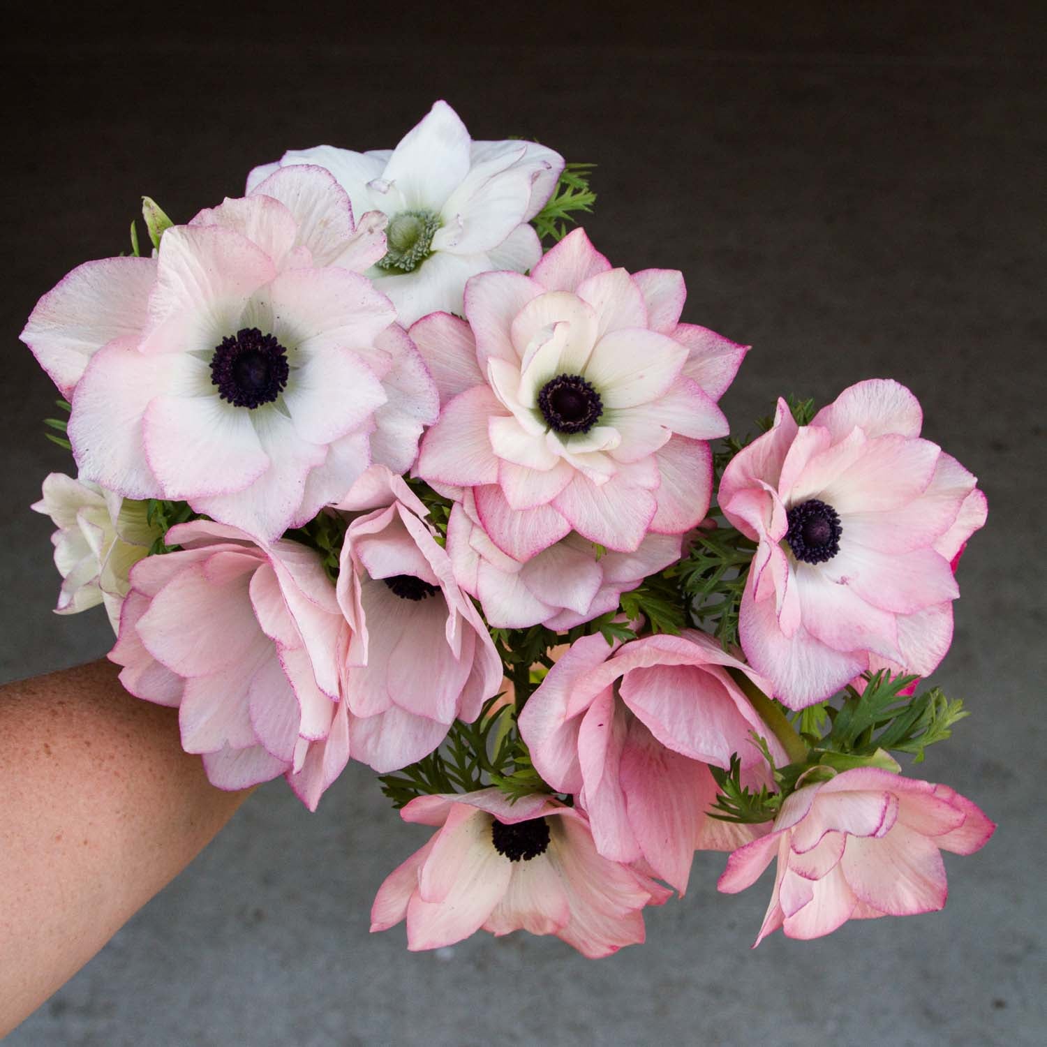 ANEMONE - Edge Rosa - PLANTS