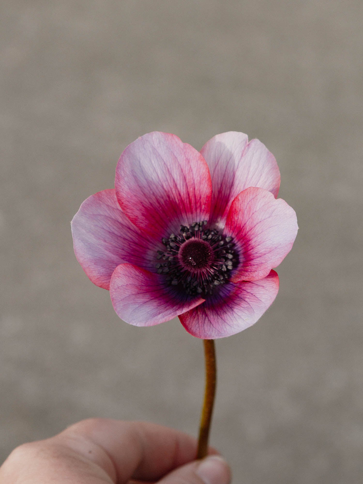 ANEMONE - Mona Lisa Wine White- PLANTS