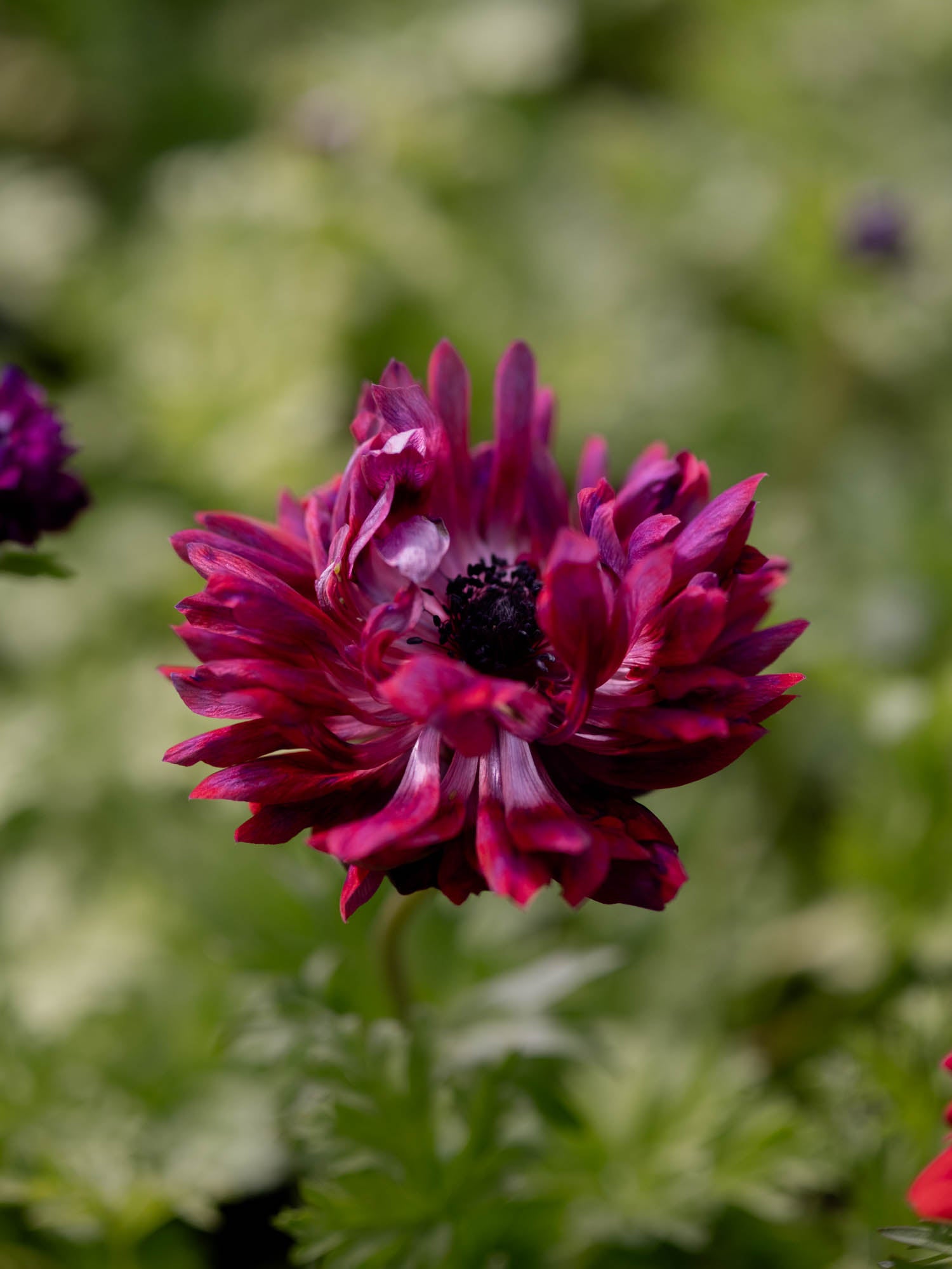ANEMONE - Levante Wine