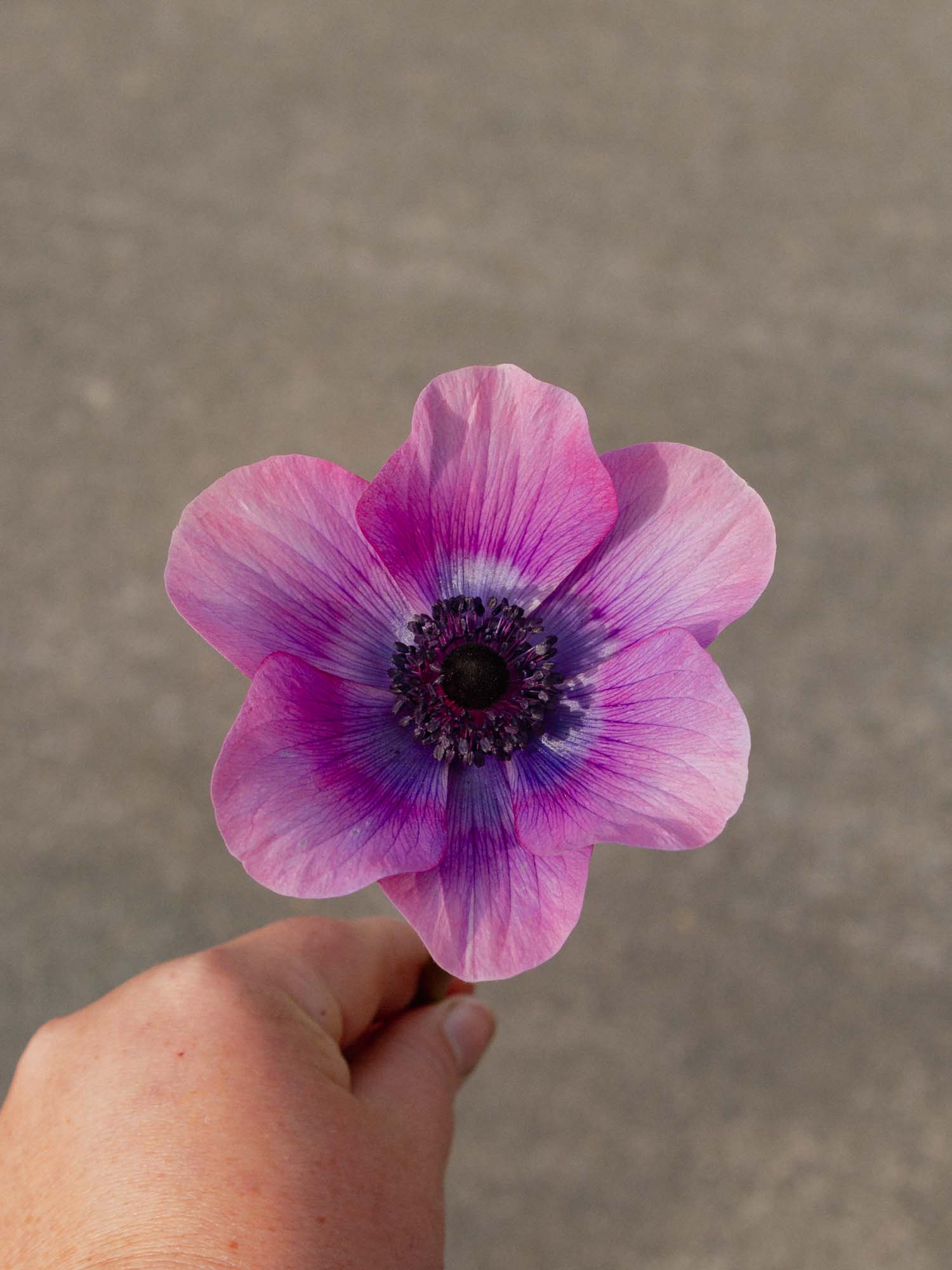 ANEMONE - Mona Lisa Wine White- PLANTS