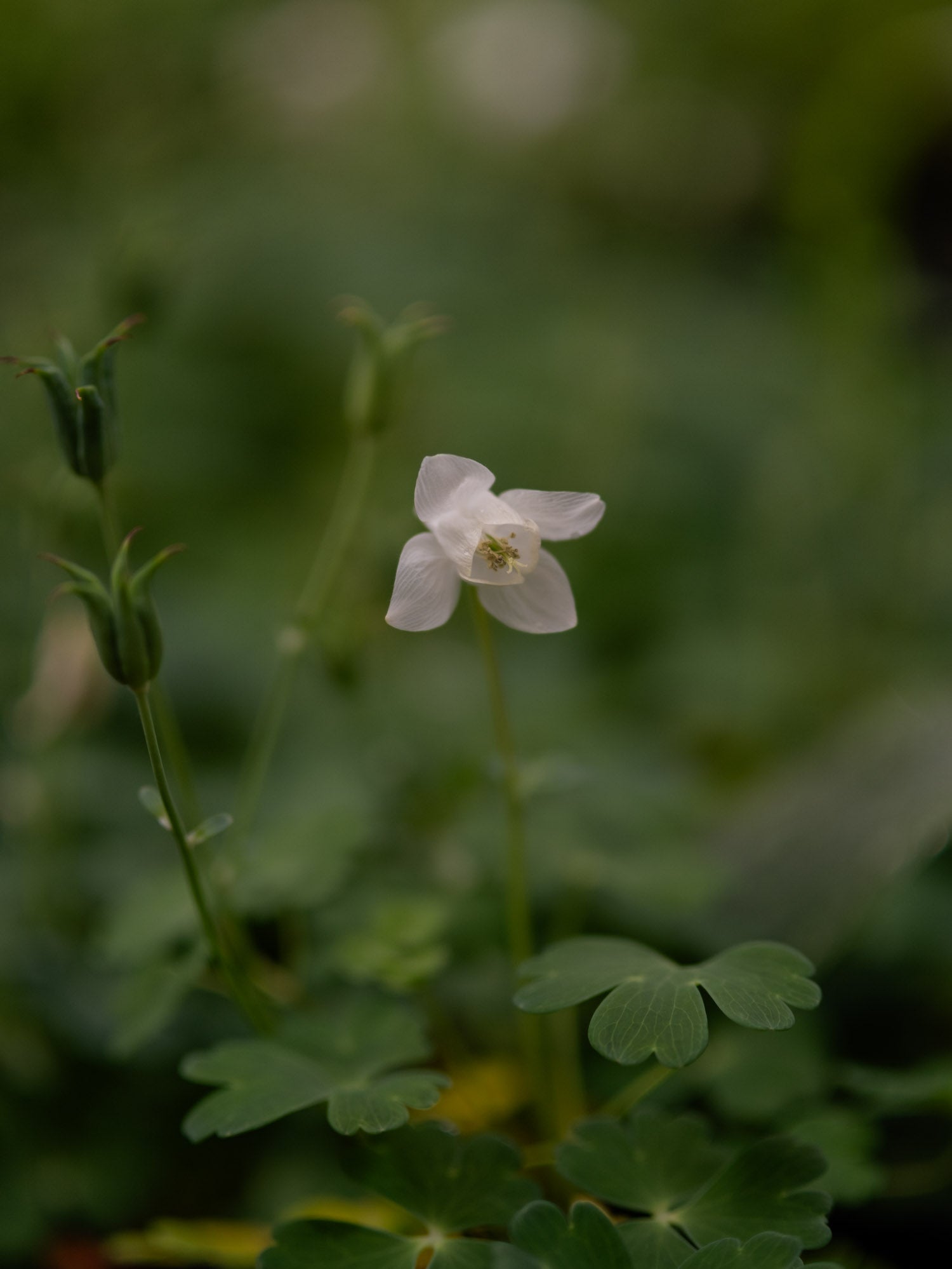 AQUILEGIA - Cameo White - PLANTS
