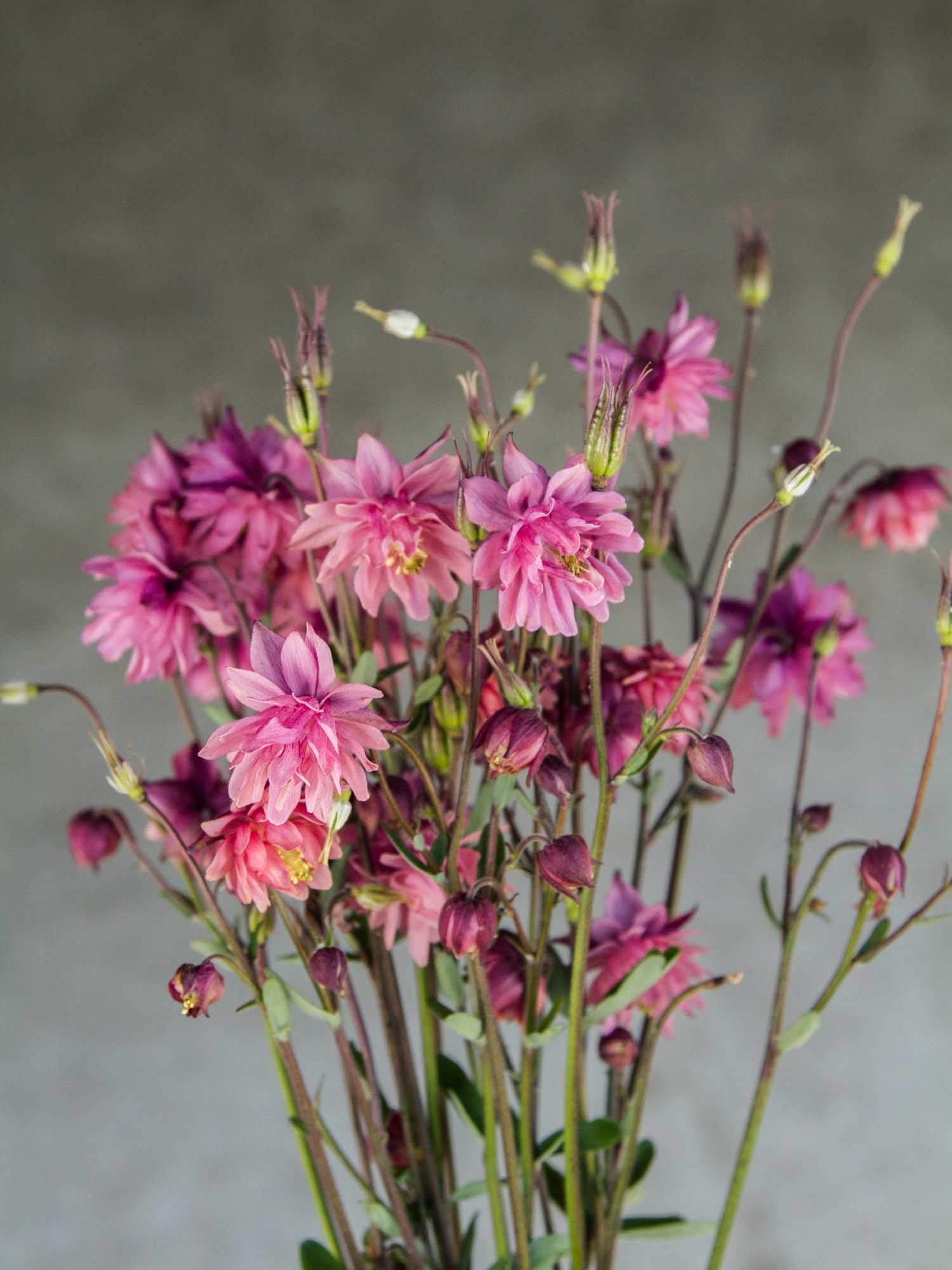AQUILEGIA - Rose Barlow - PLANTS