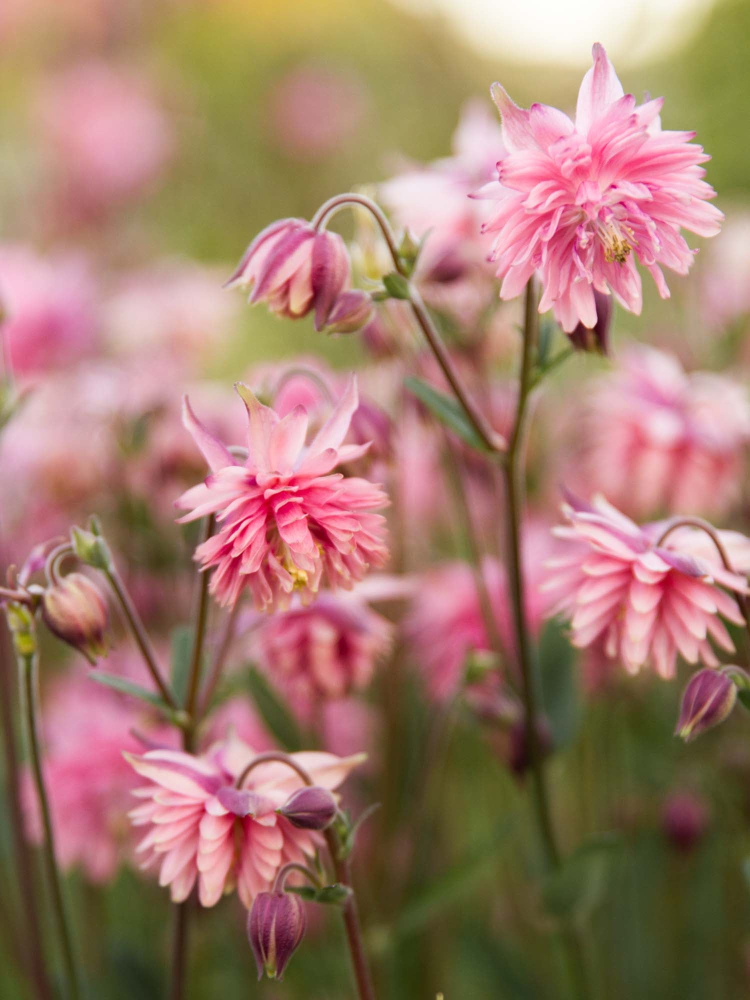 AQUILEGIA - Rose Barlow - PLANTS