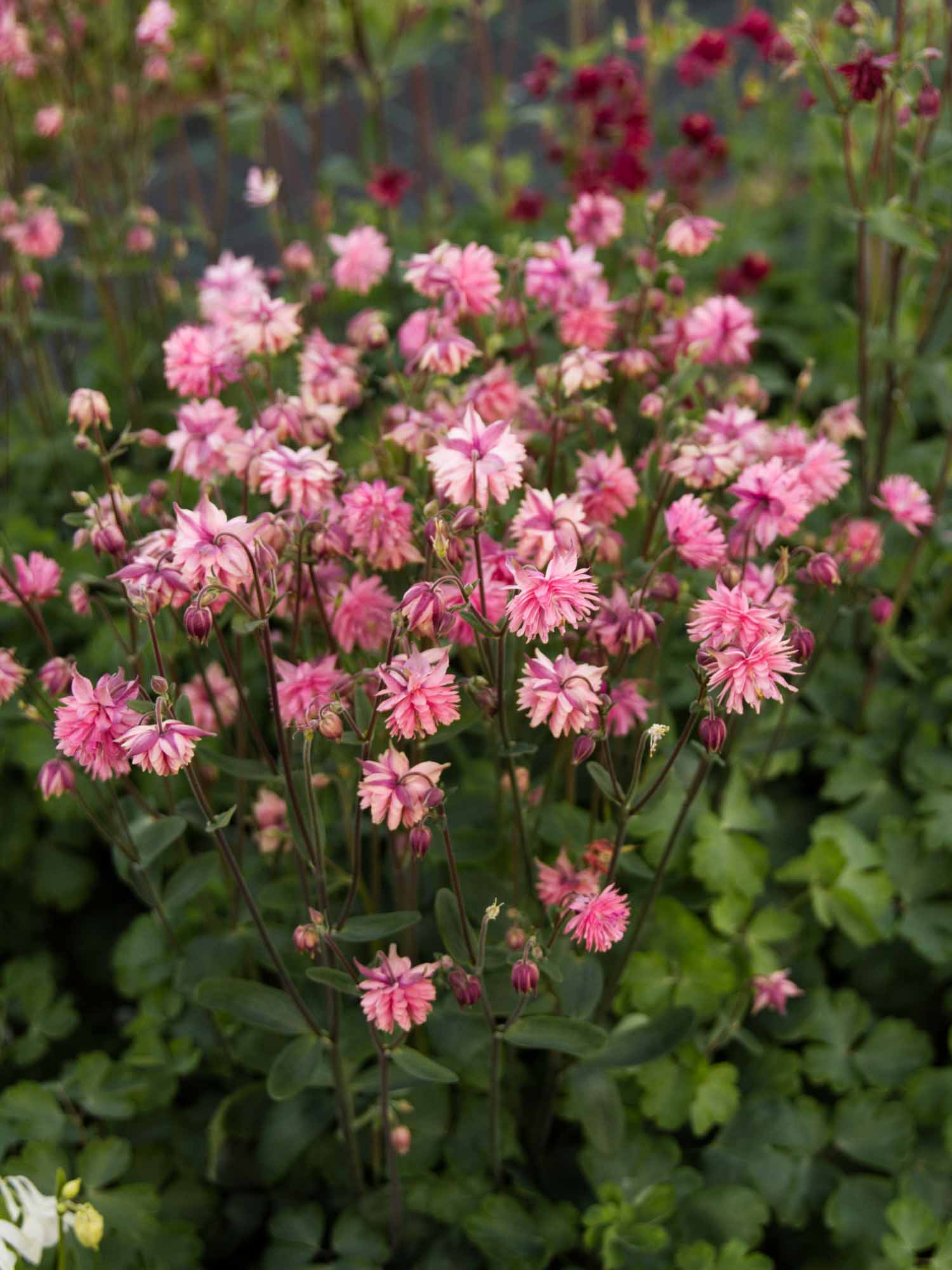 AQUILEGIA - Rose Barlow - PLANTS