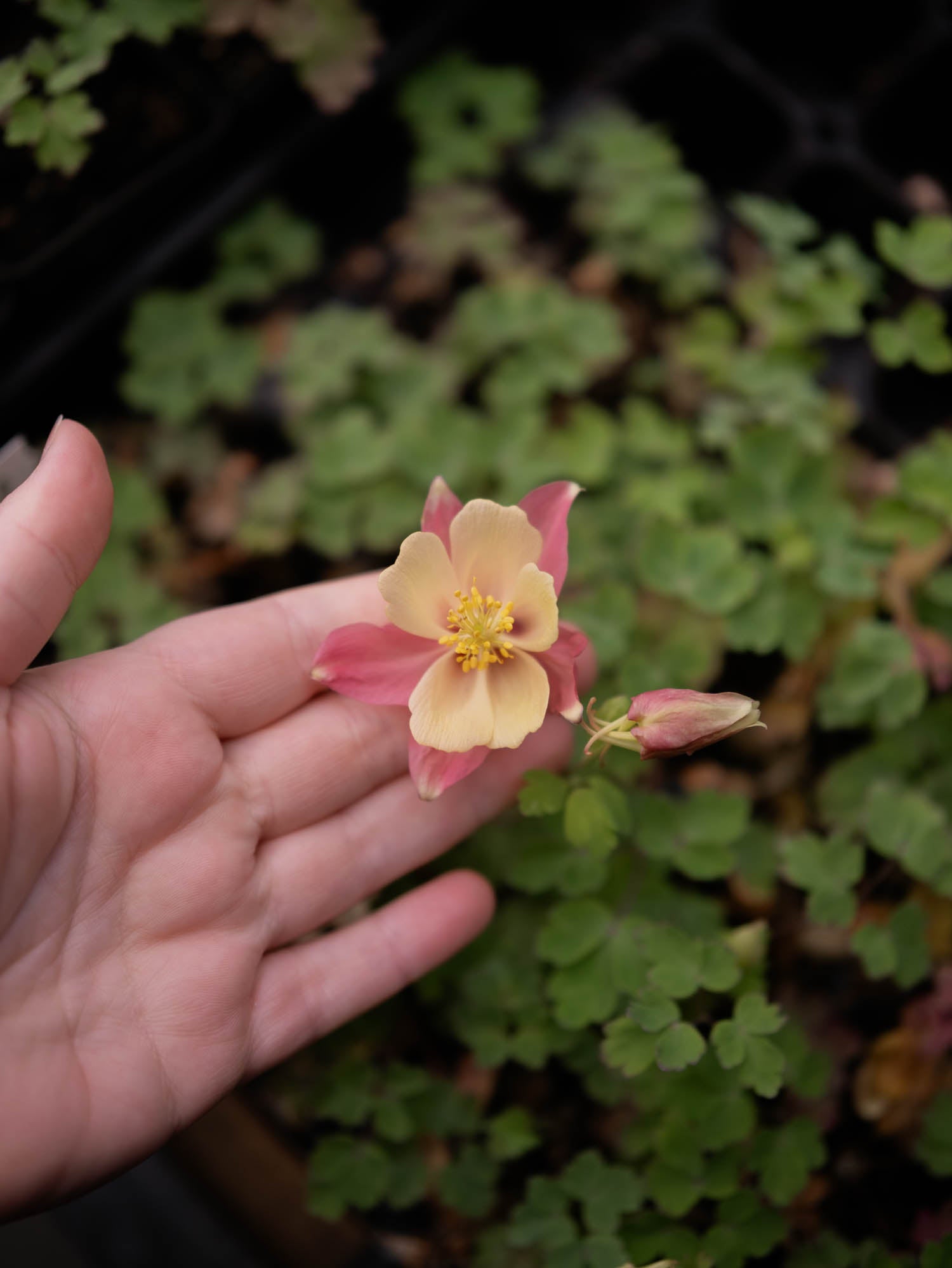 AQUILEGIA - Swan Pink-Yellow - PLANTS
