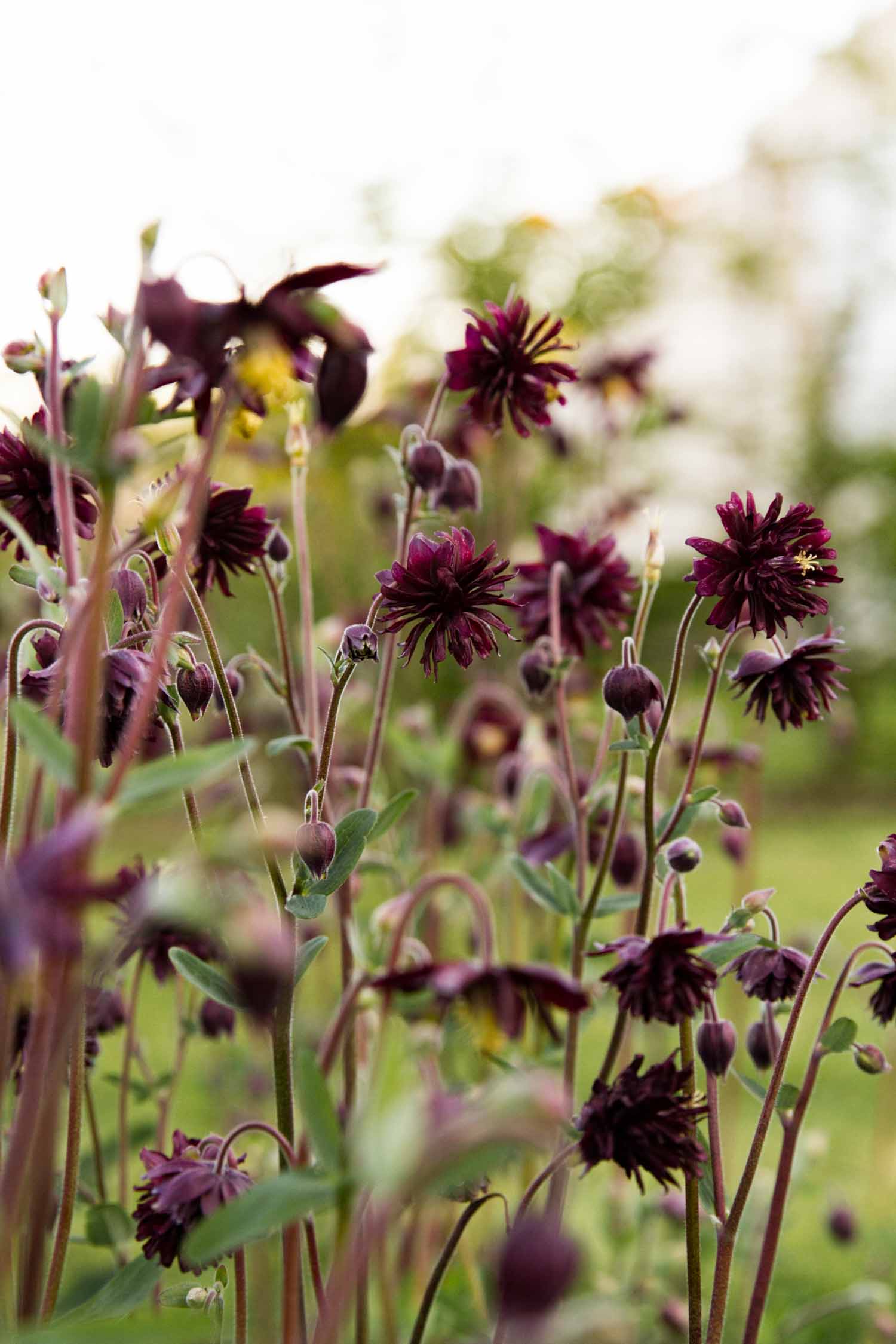 AQUILEGIA - Black Barlow - PLANTS