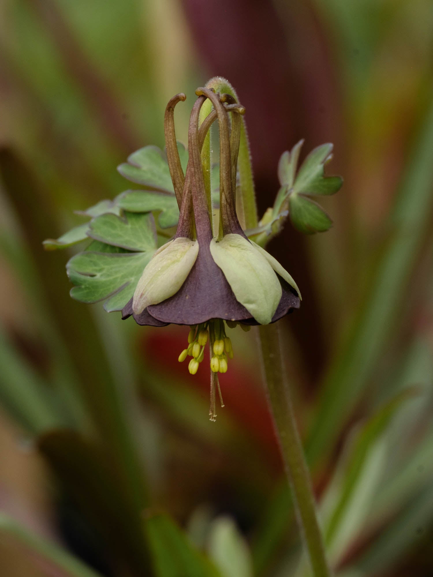 AQUILEGIA - Choclate Soldier - PLANTS