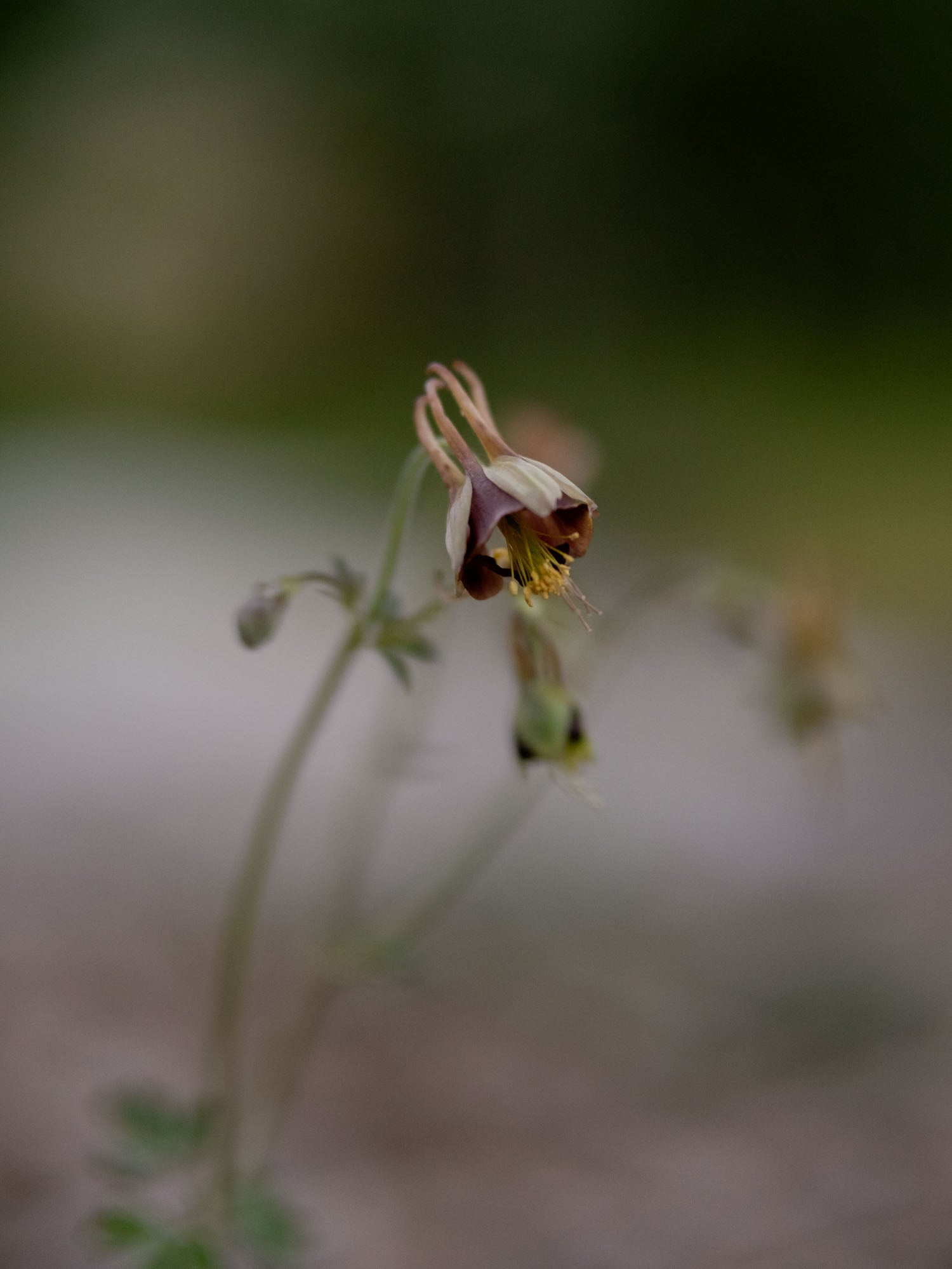 AQUILEGIA - Choclate Soldier - PLANTS