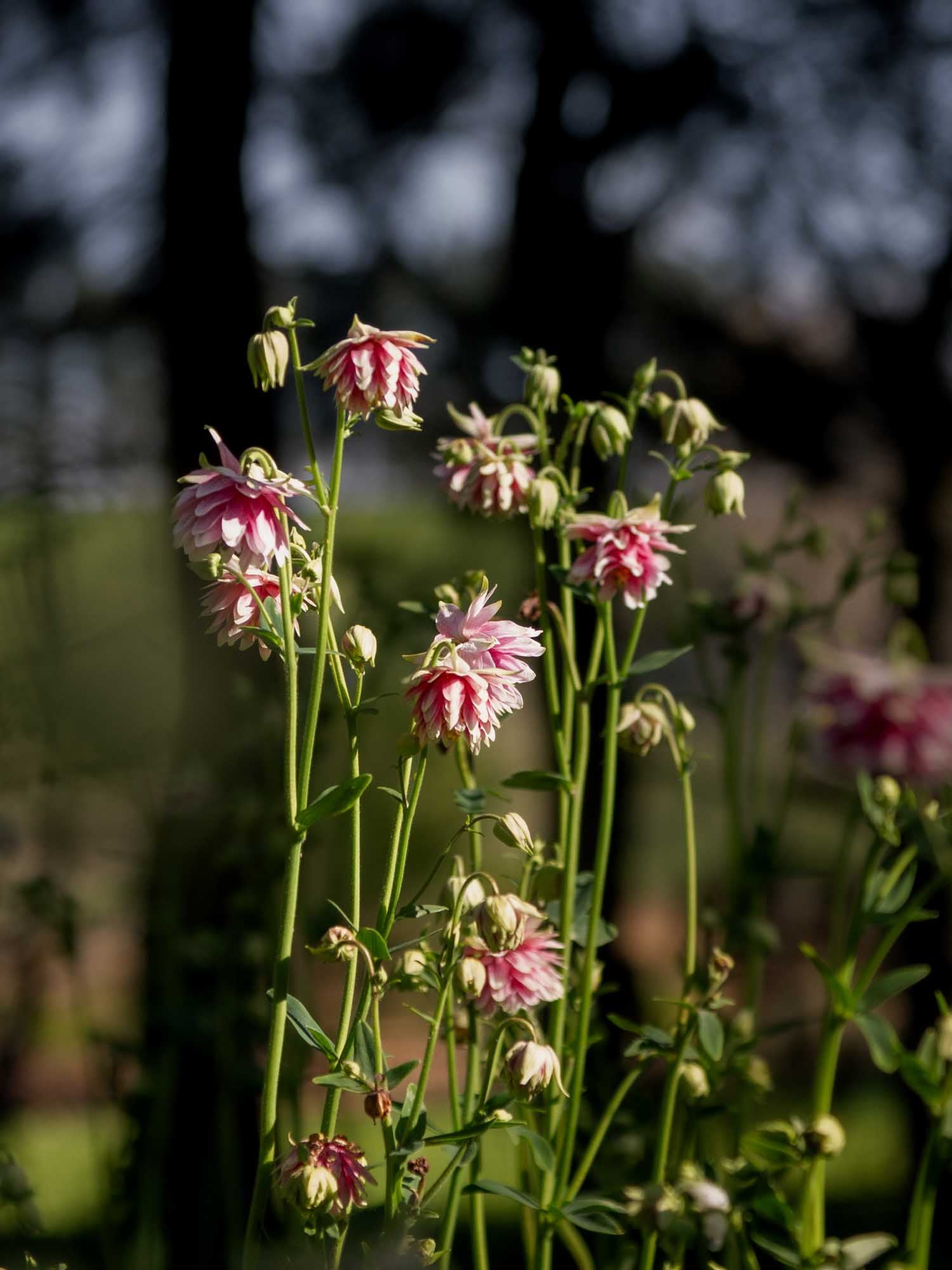 AQUILEGIA - Nora Barlow - PLANTS