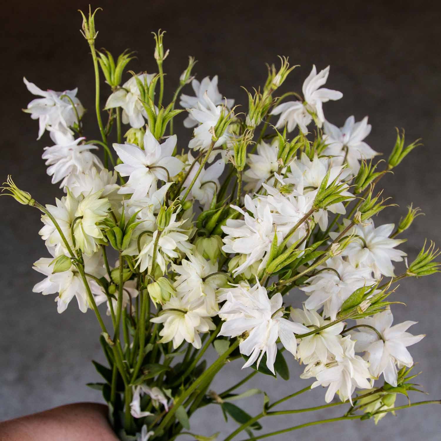 AQUILEGIA - White Barlow - PLANTS