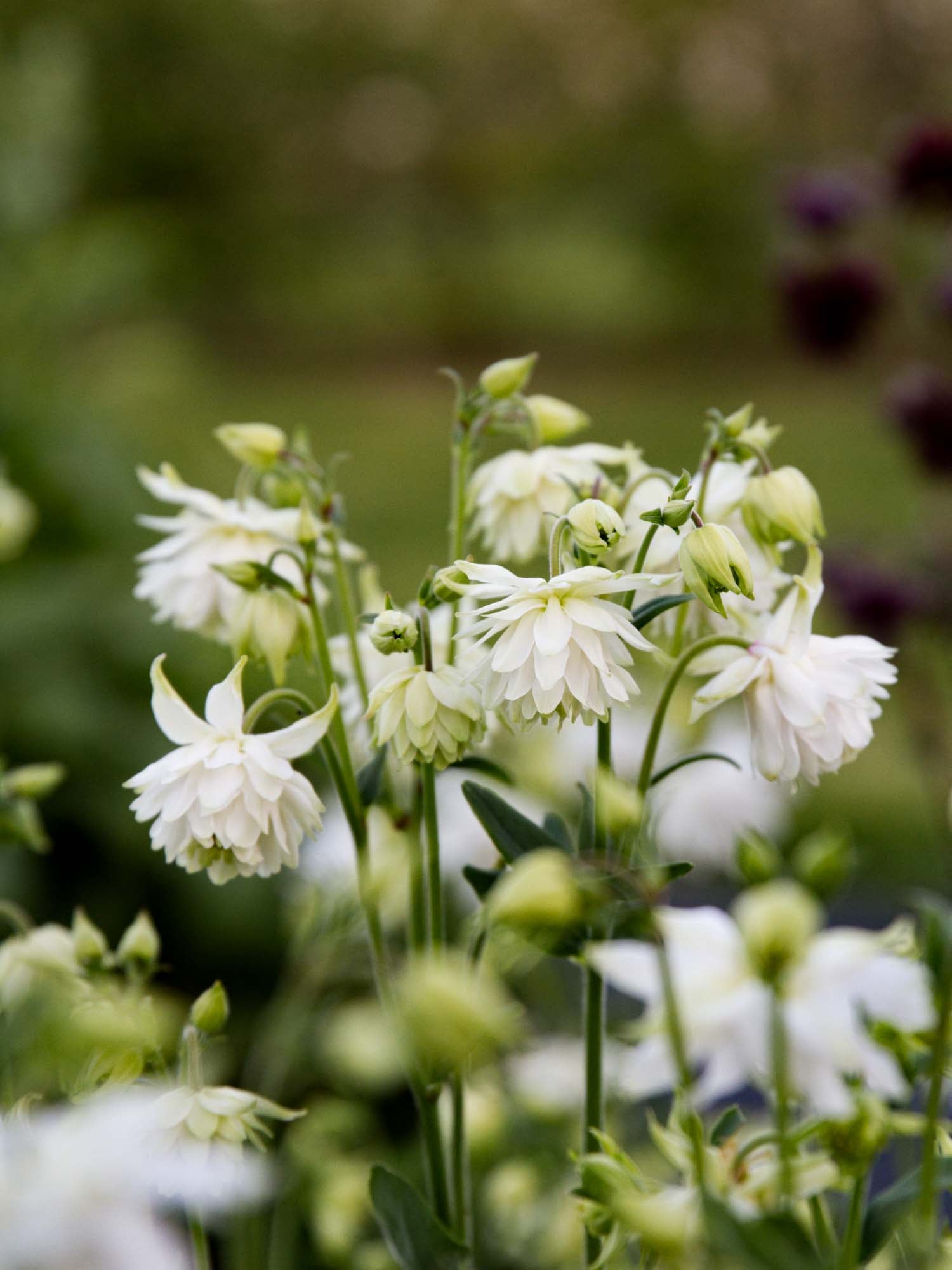 AQUILEGIA - White Barlow - PLANTS