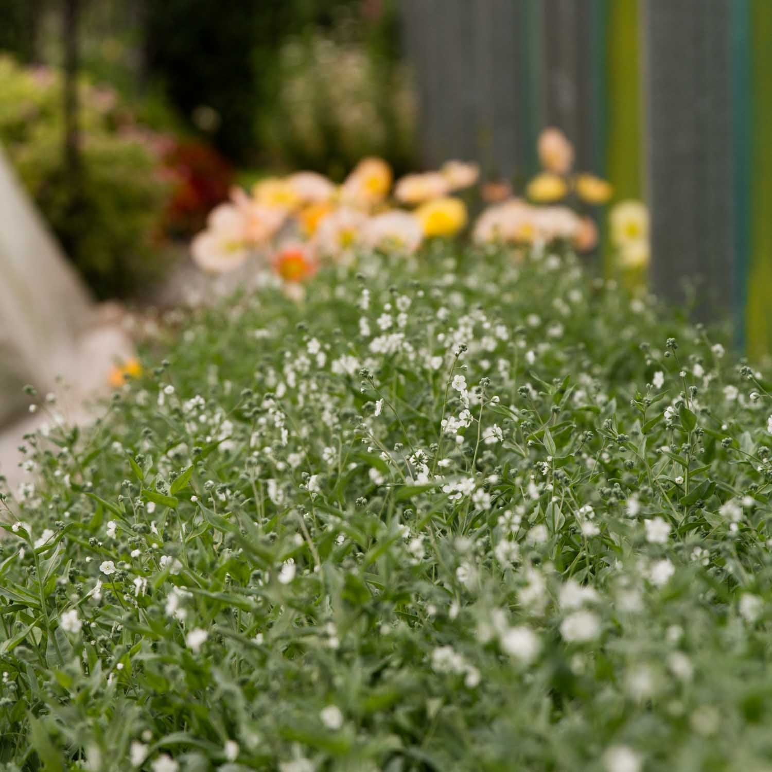 FORGET ME NOT - Argentine White - PLANTS