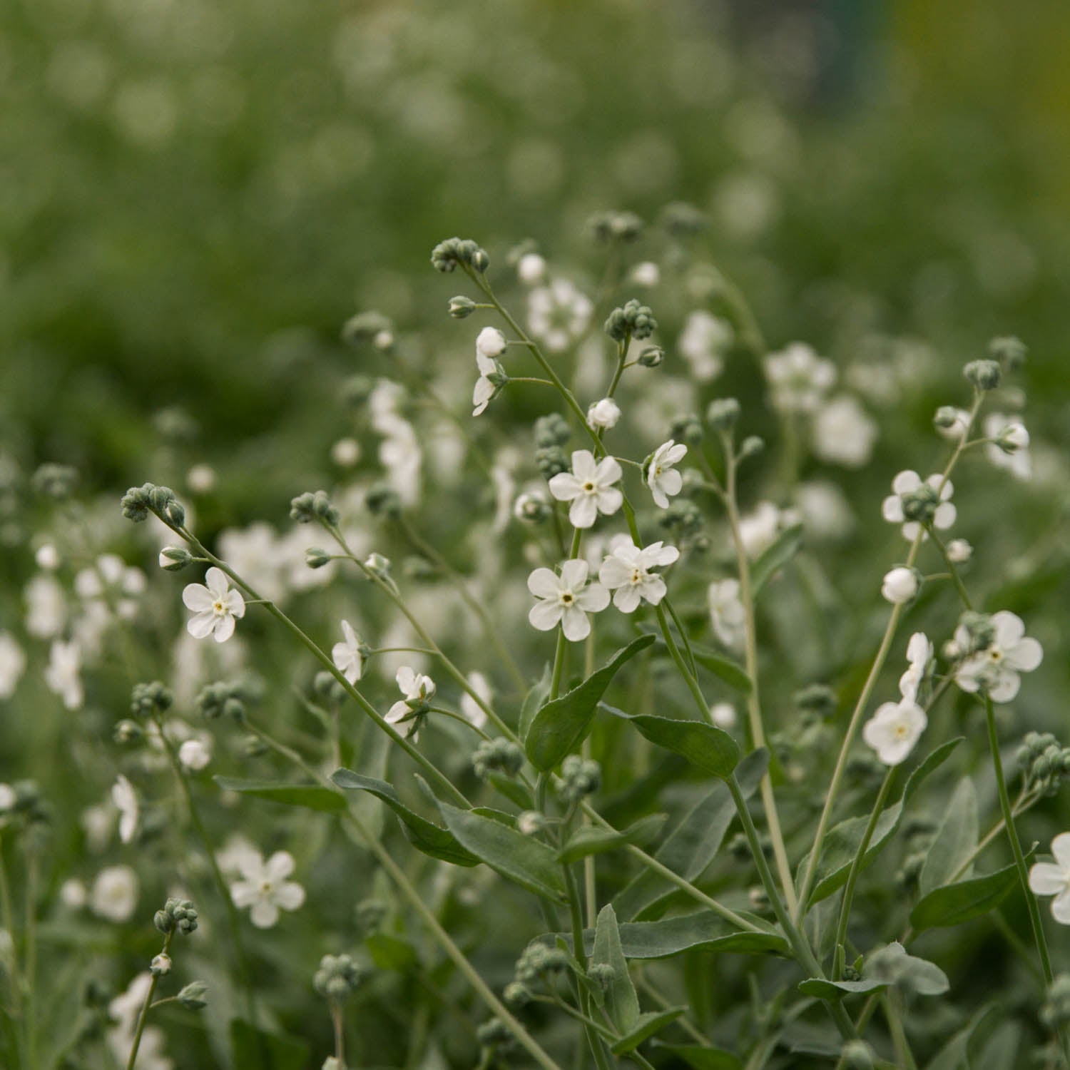 FORGET ME NOT - Argentine White - PLANTS