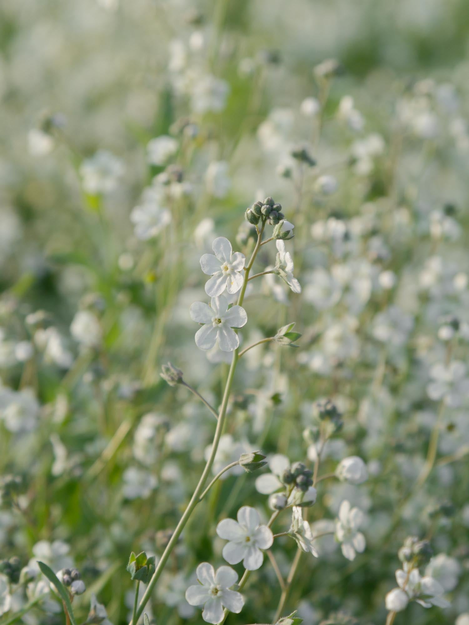 Forget Me Not - Argentine White